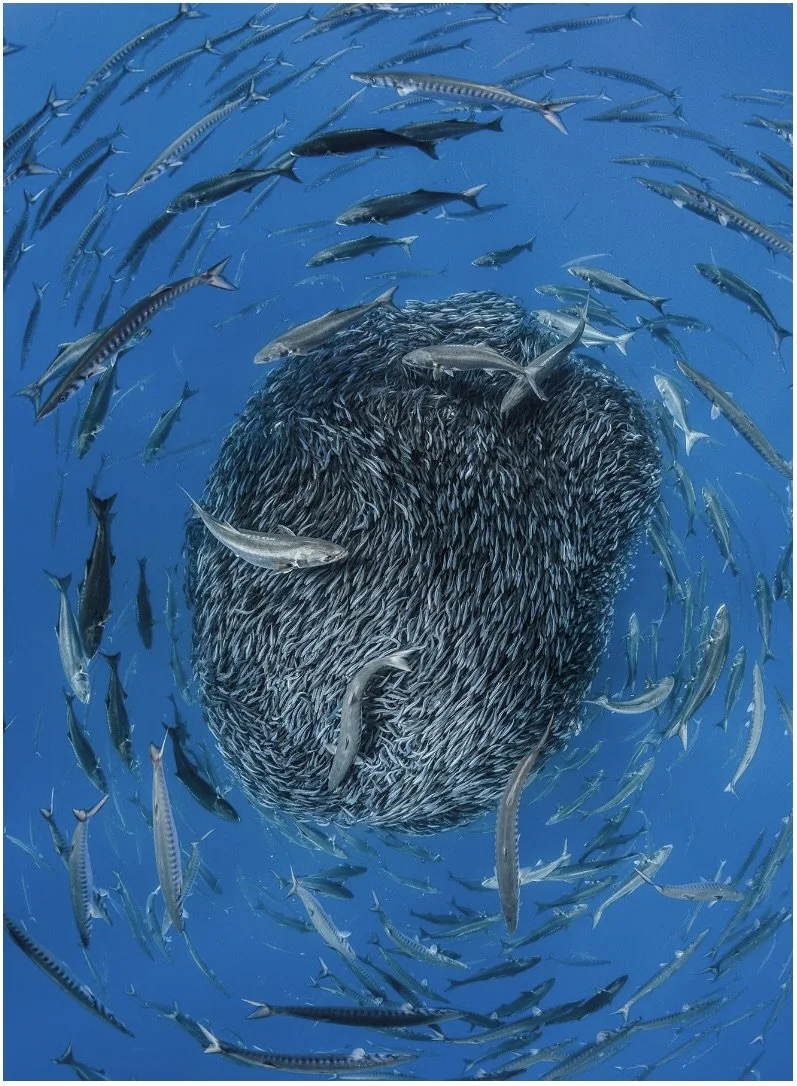 Mackerel School Attenborough.jpeg
