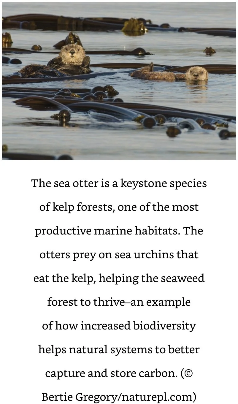 Sea Otter Attenborough.jpeg