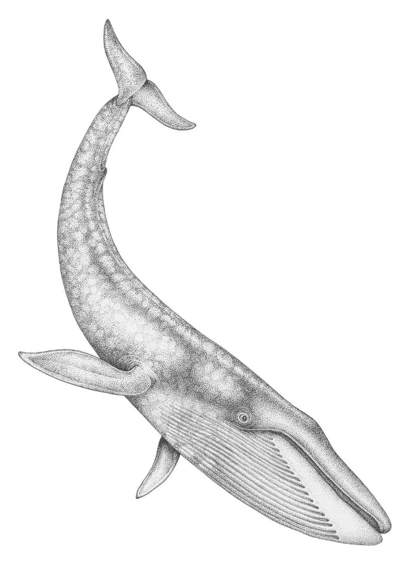 Sperm Whale Attenborough.jpeg