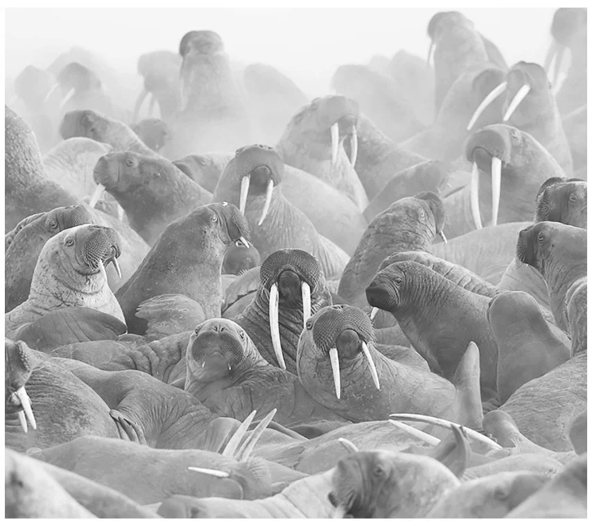Walrus Attenborough.jpeg