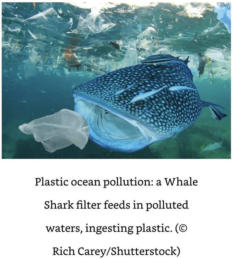 Whale Shark Attenborough.jpeg