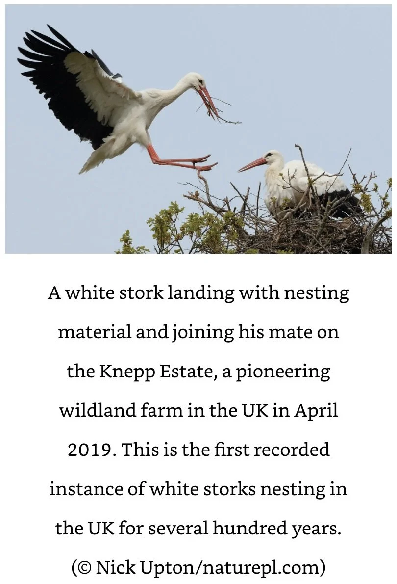 White Stork Attenborough.jpeg