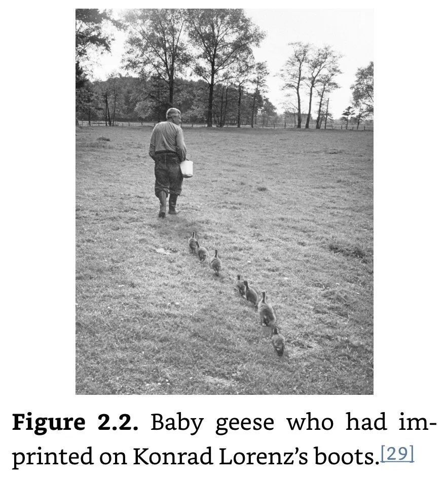 Baby Geese Imprinting.jpeg