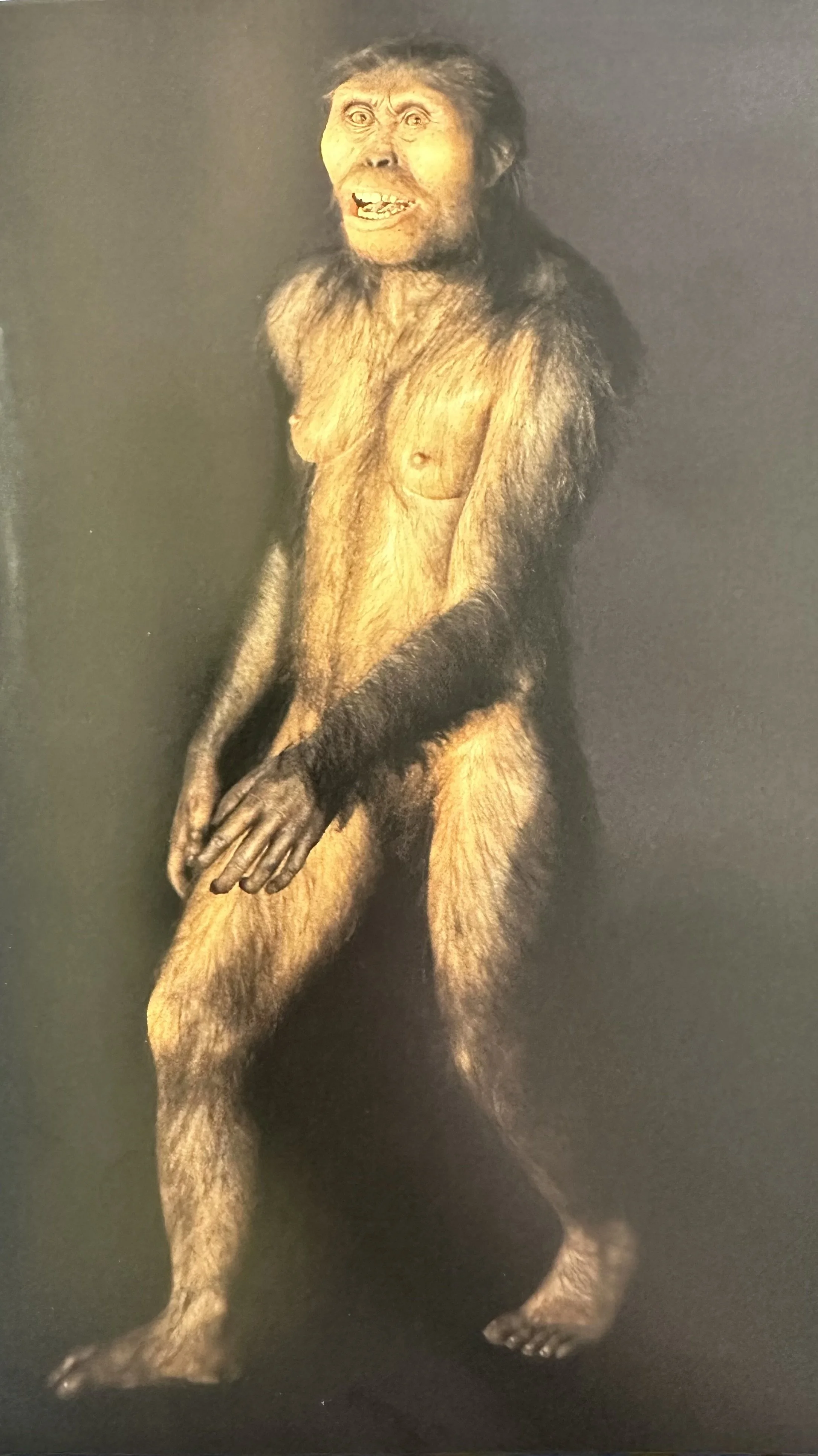 3.2 Ma Lucy Australopithecus afarensis.