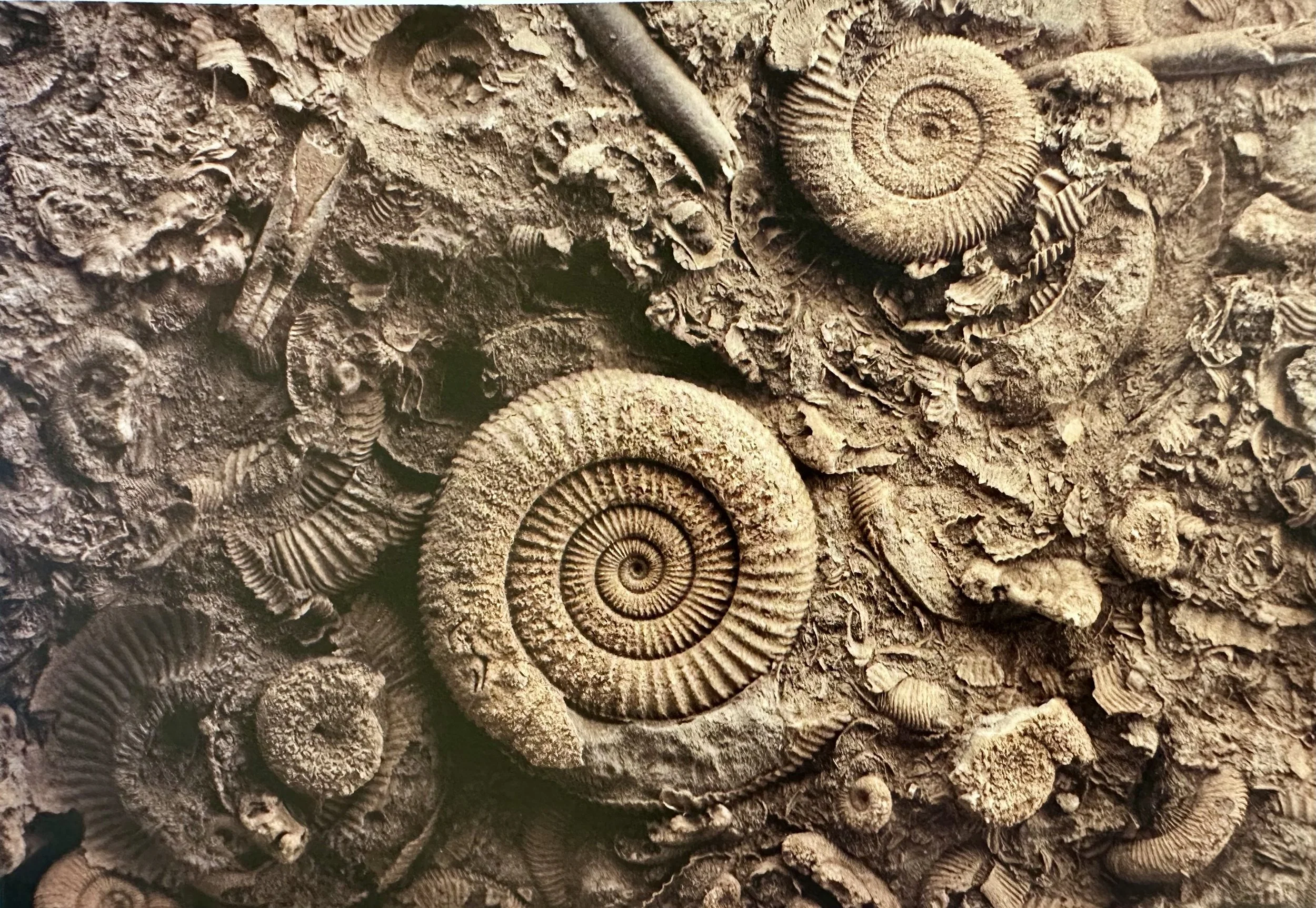 Ammonite Fossils