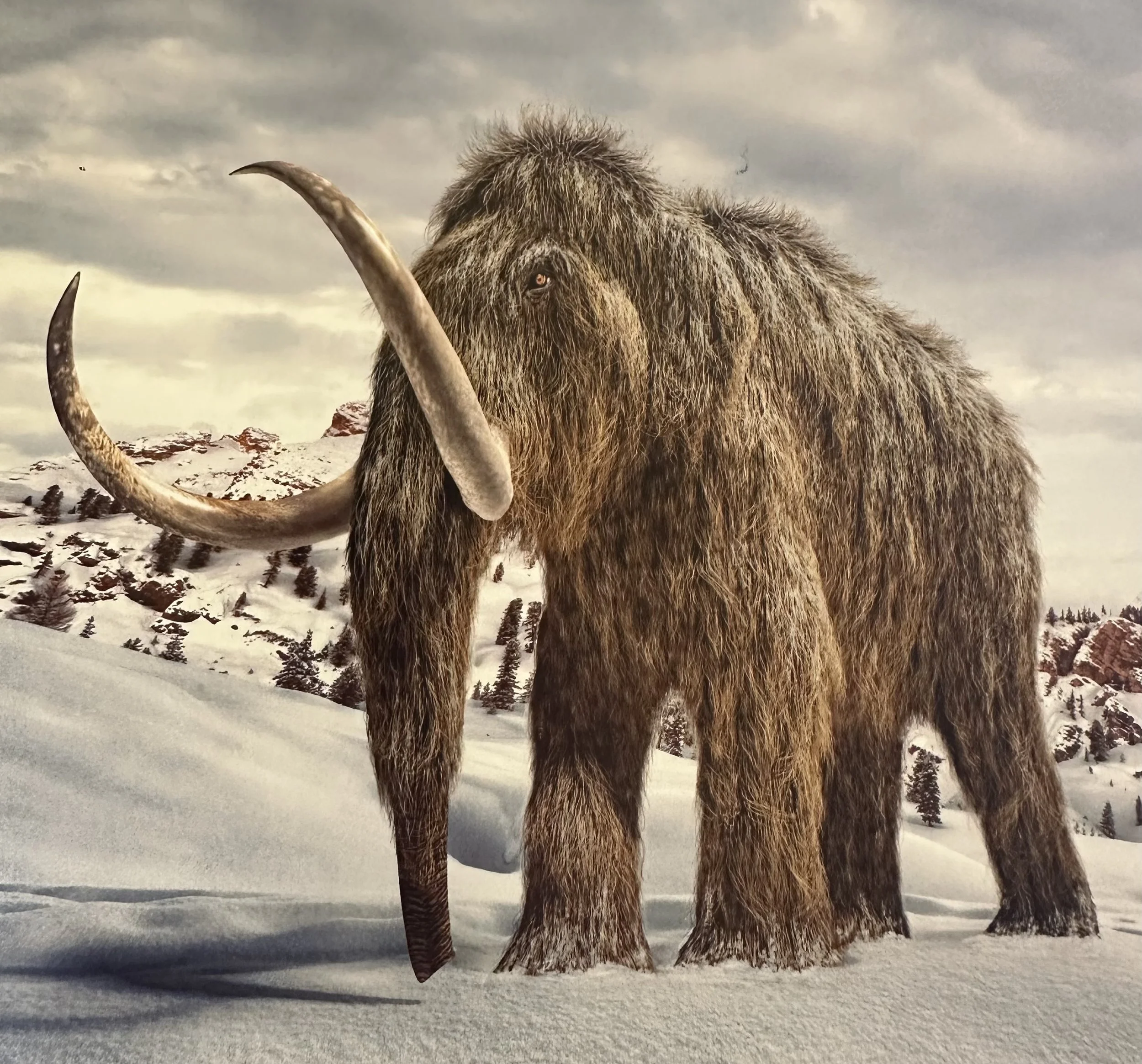 Artists Impression of a Wooly Mammoth