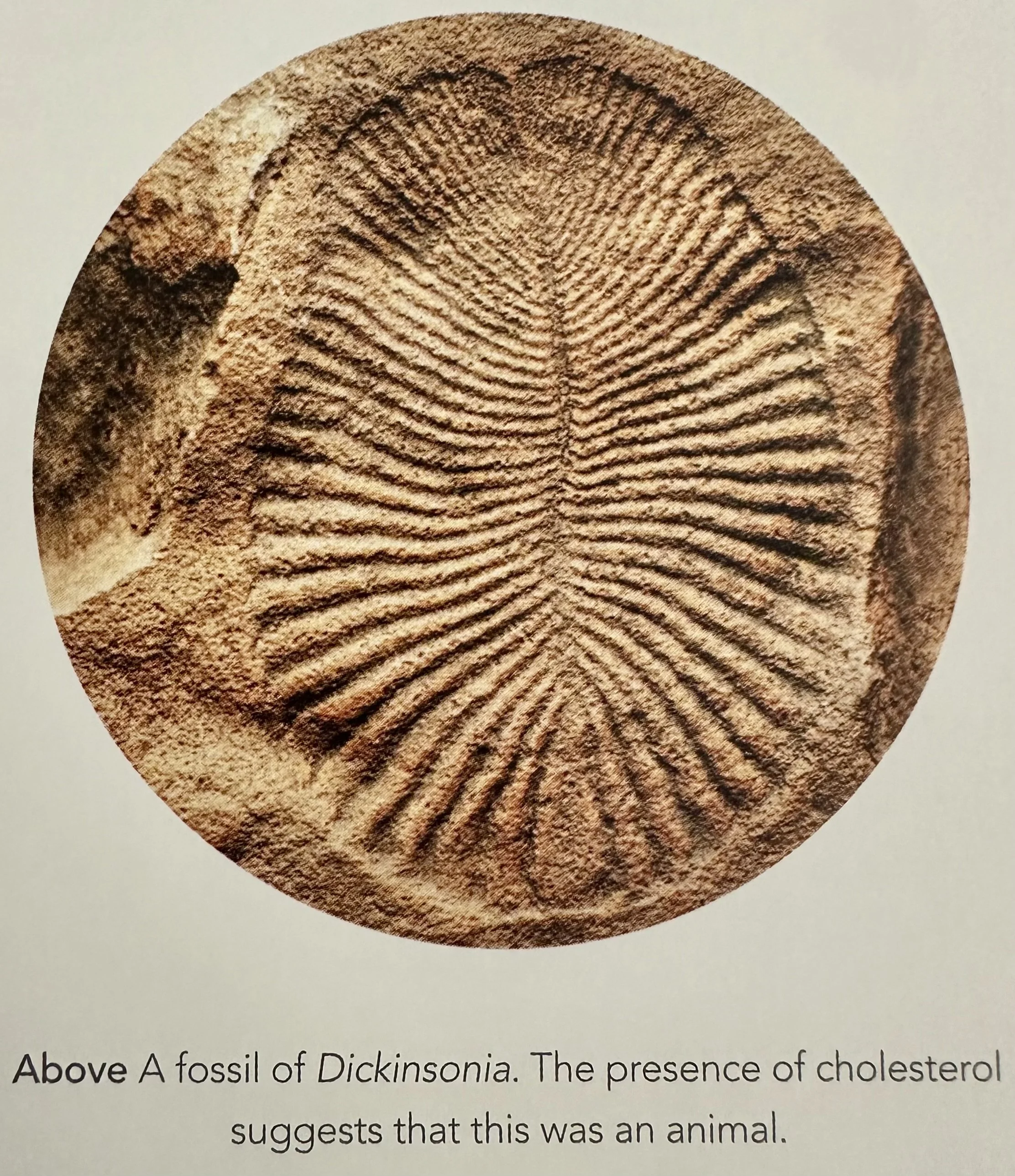 Dickinsonia Fossil