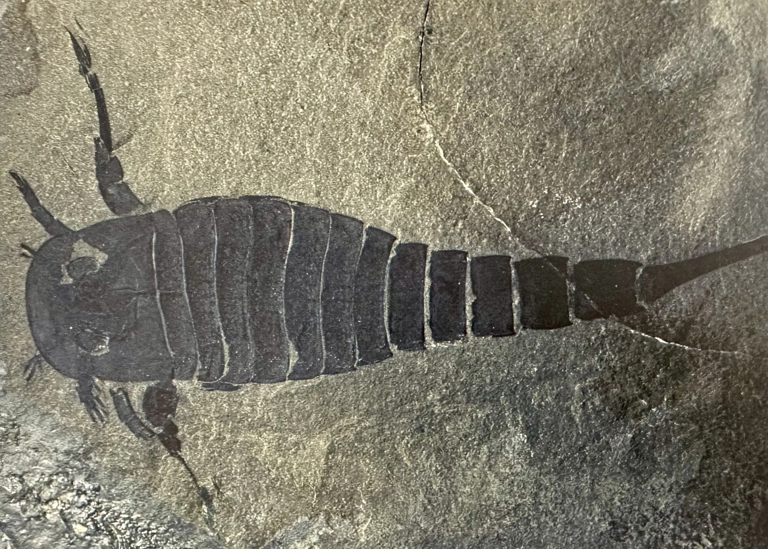 Eurypterid Fossil