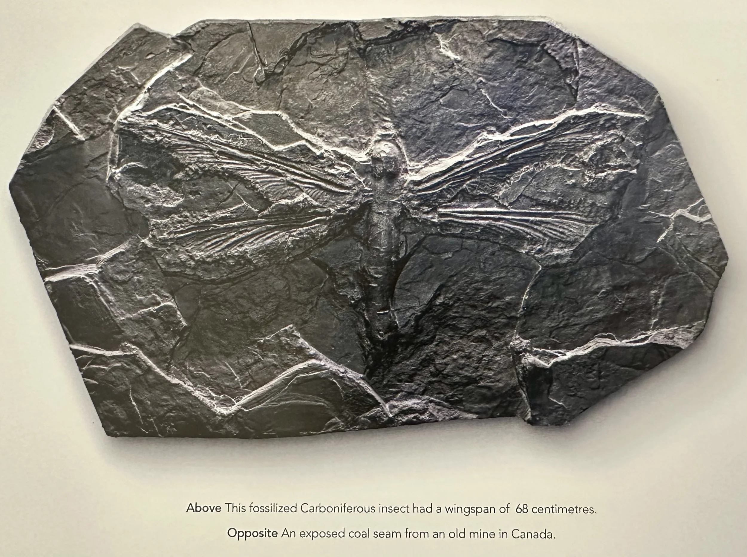 Fossilized Carboniferous Insect with a wingspan of 68cm