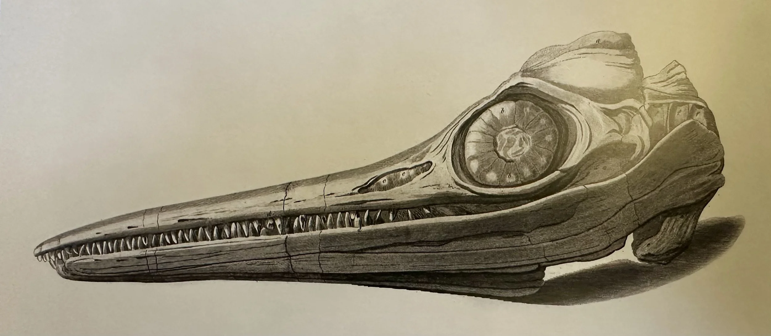 Ichthyosaur Skull my Mary Anning