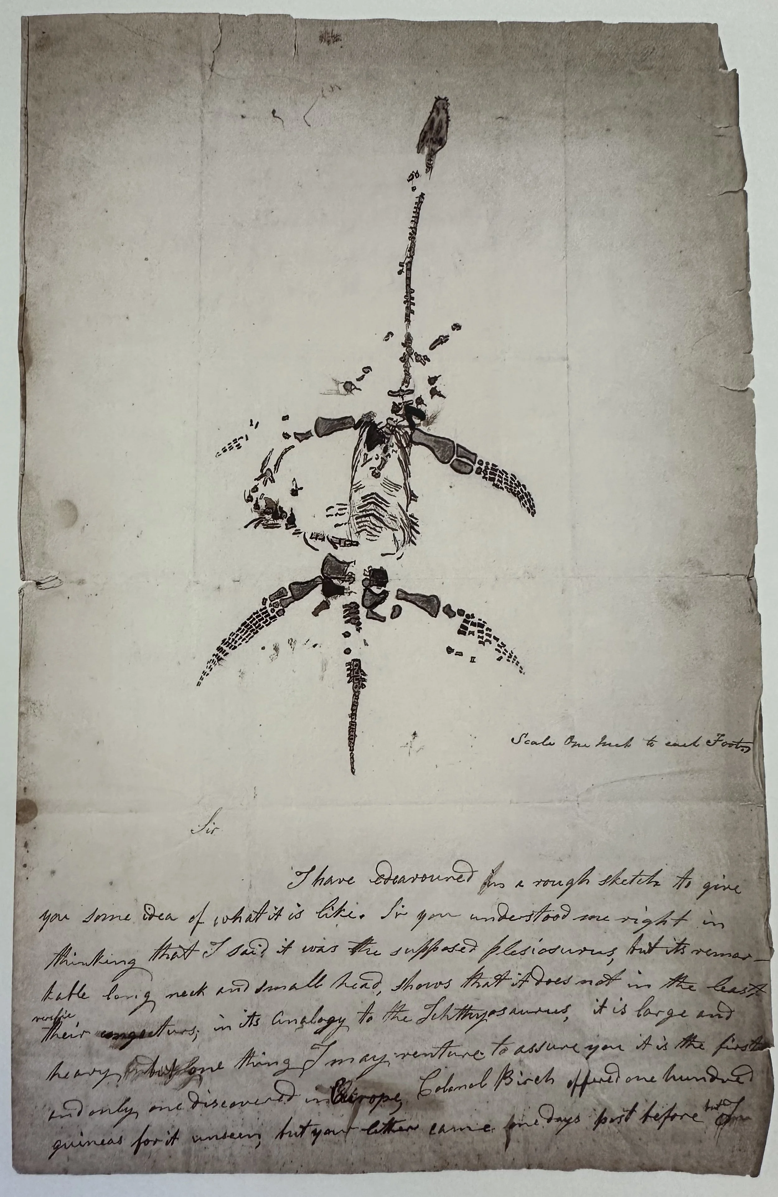 Plesiosaur Drawing by Mary Anning