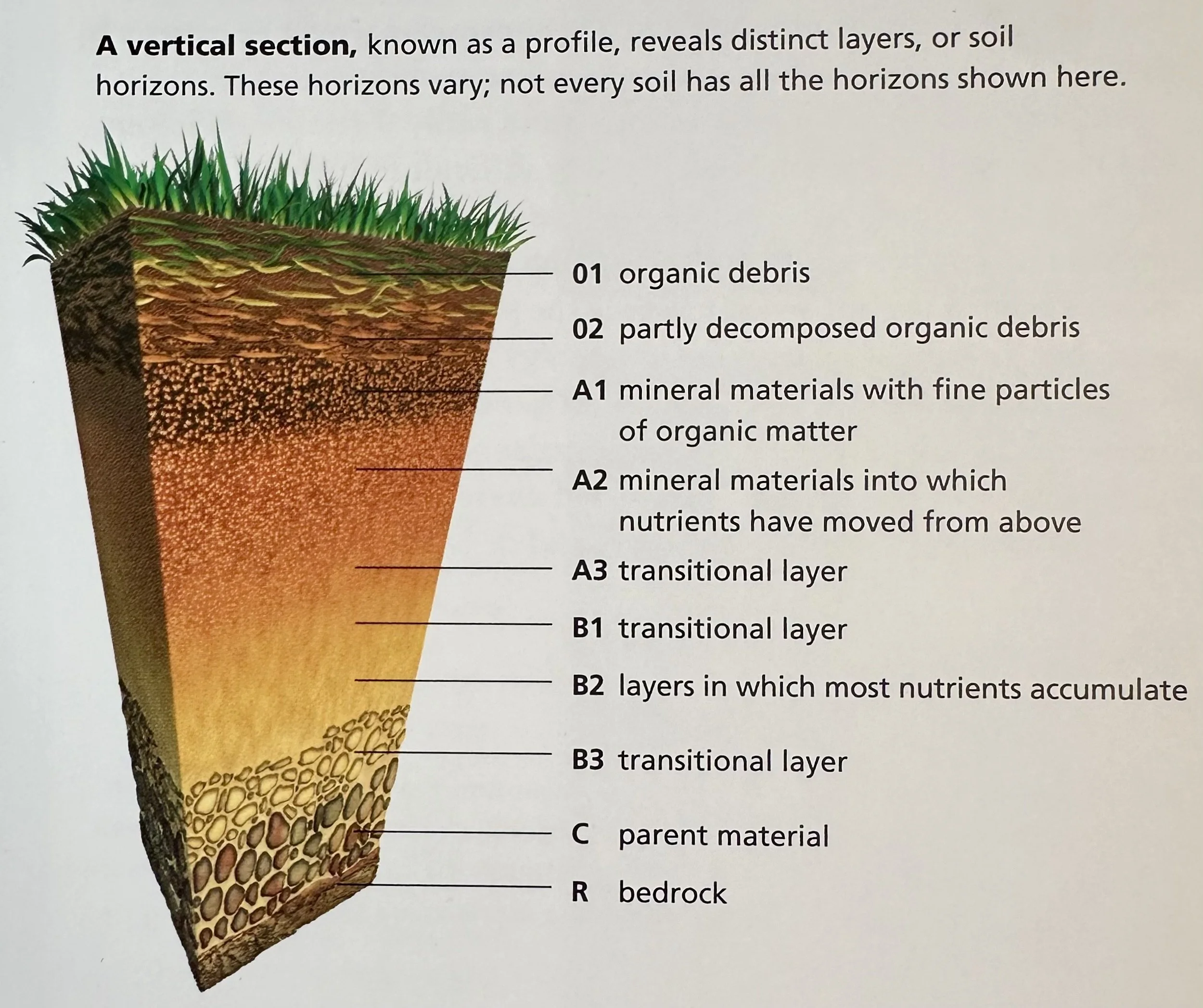 Soil Horizon
