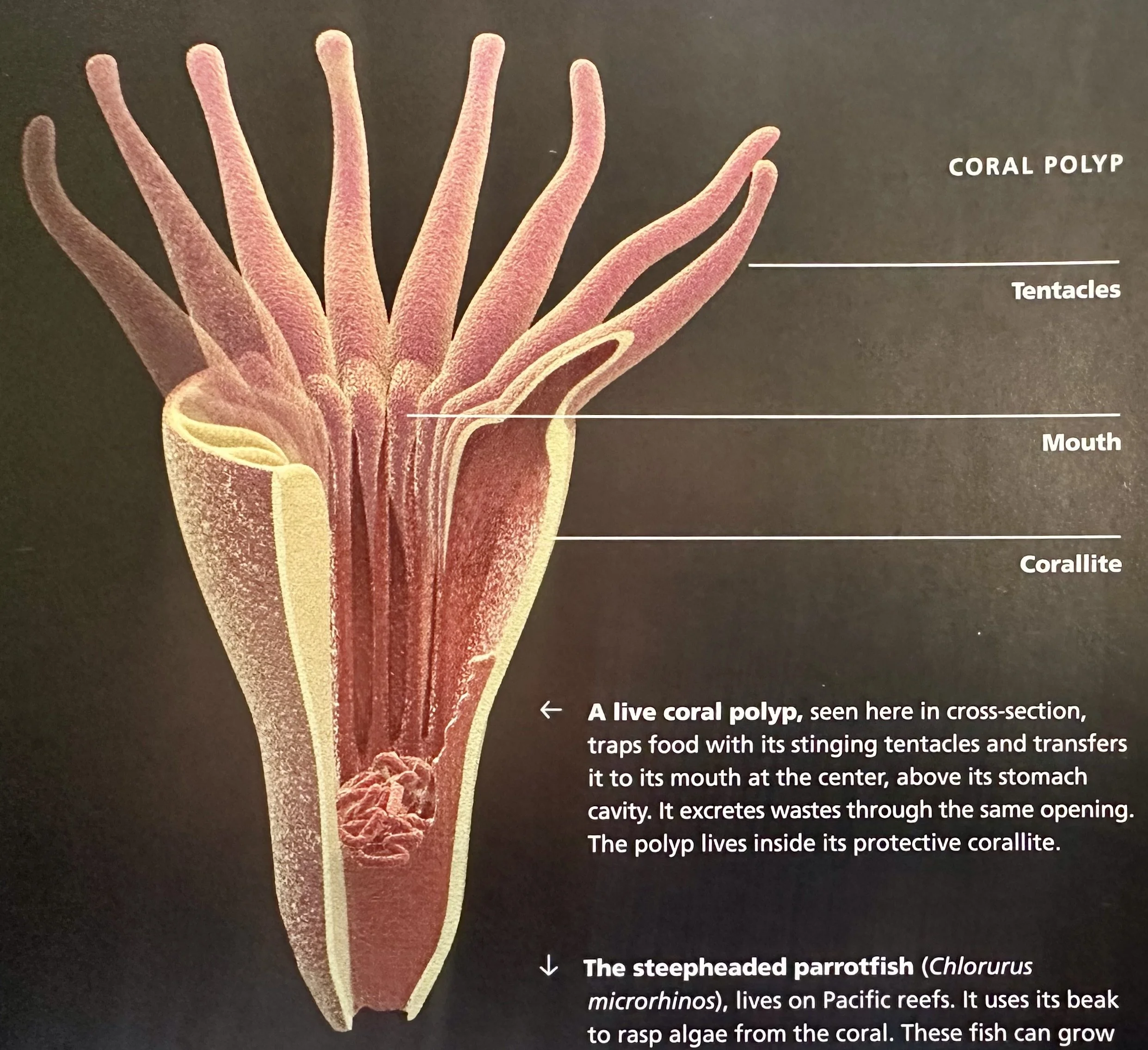 Coral Polyps