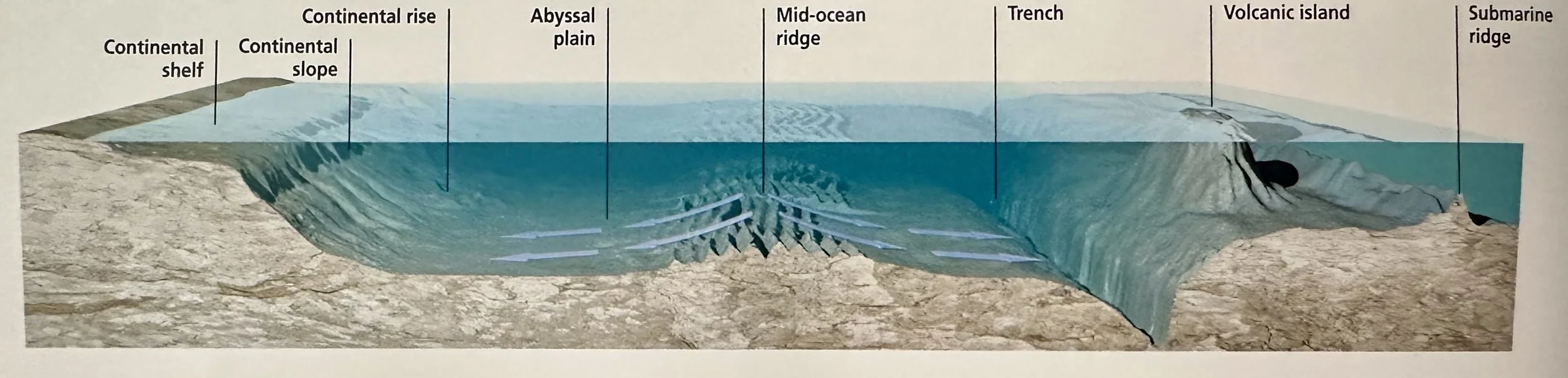 Pelagic Zone