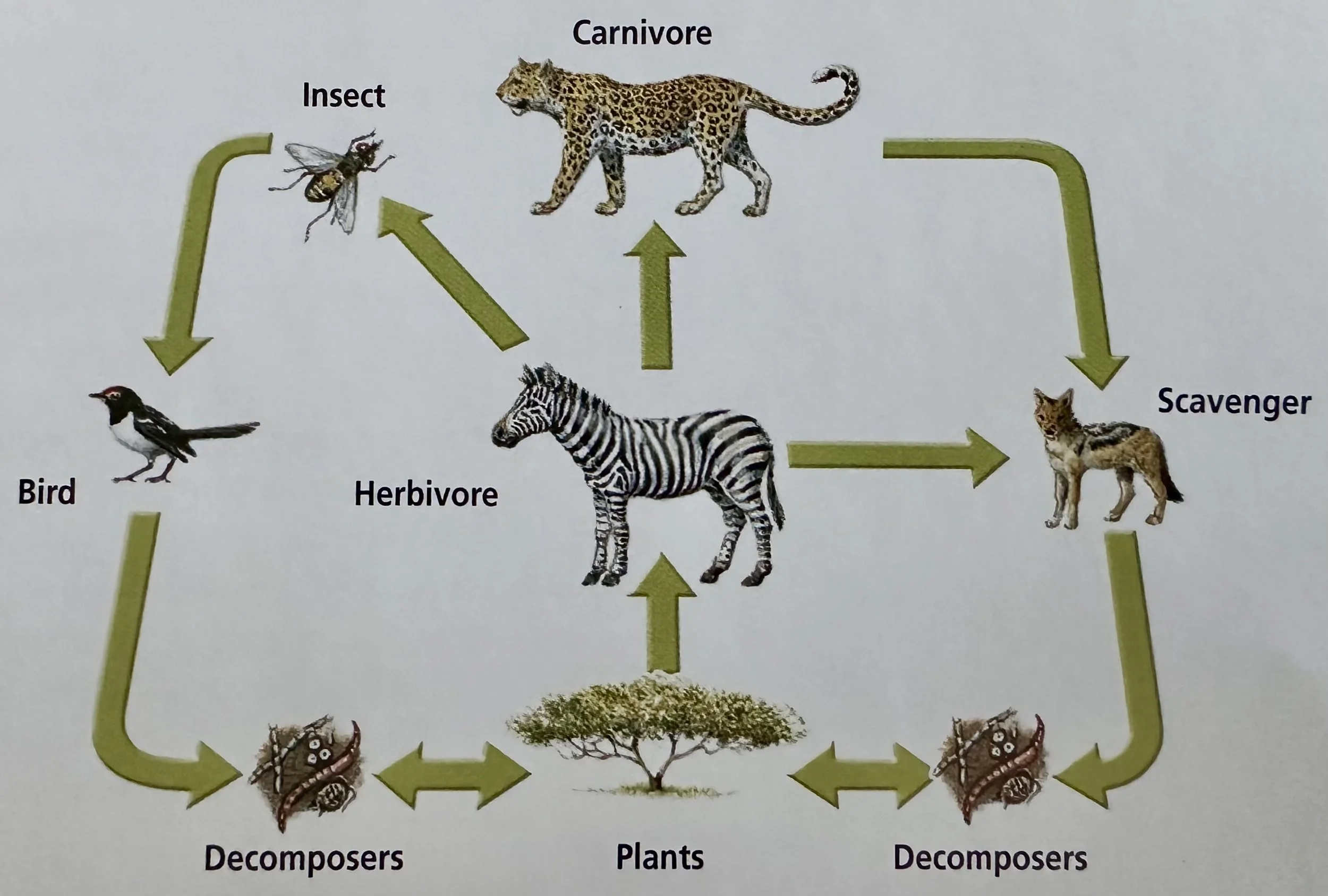 Food Web