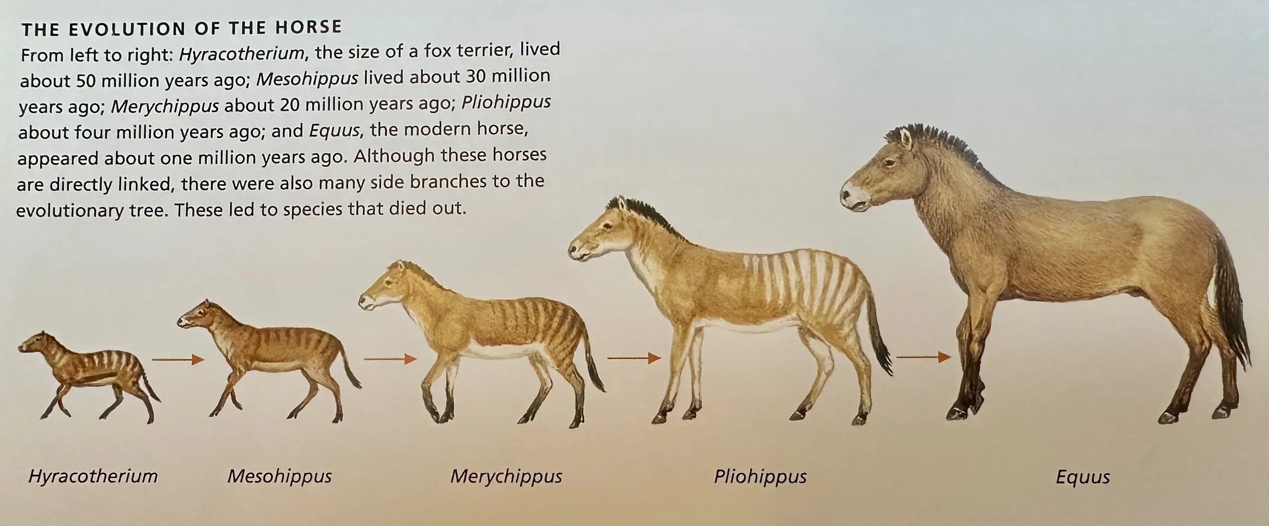 Evolution of the Horse
