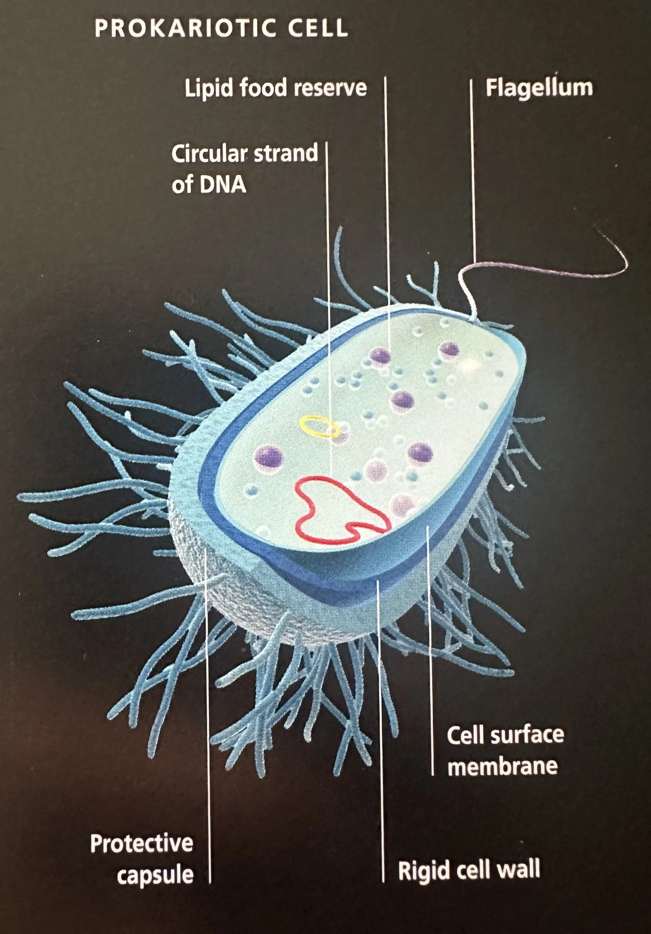 Prokariotic Cell