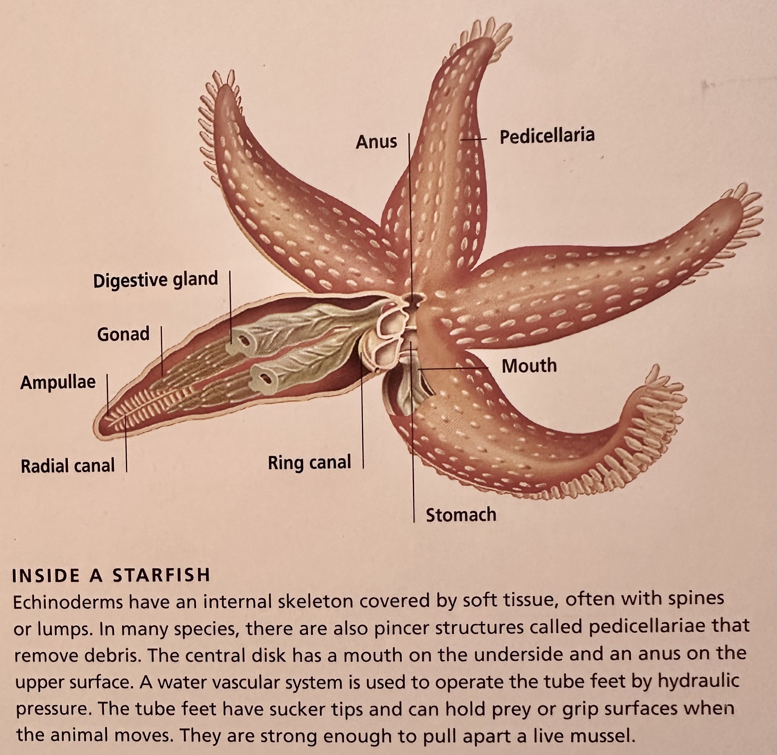 Starfish Anatomy