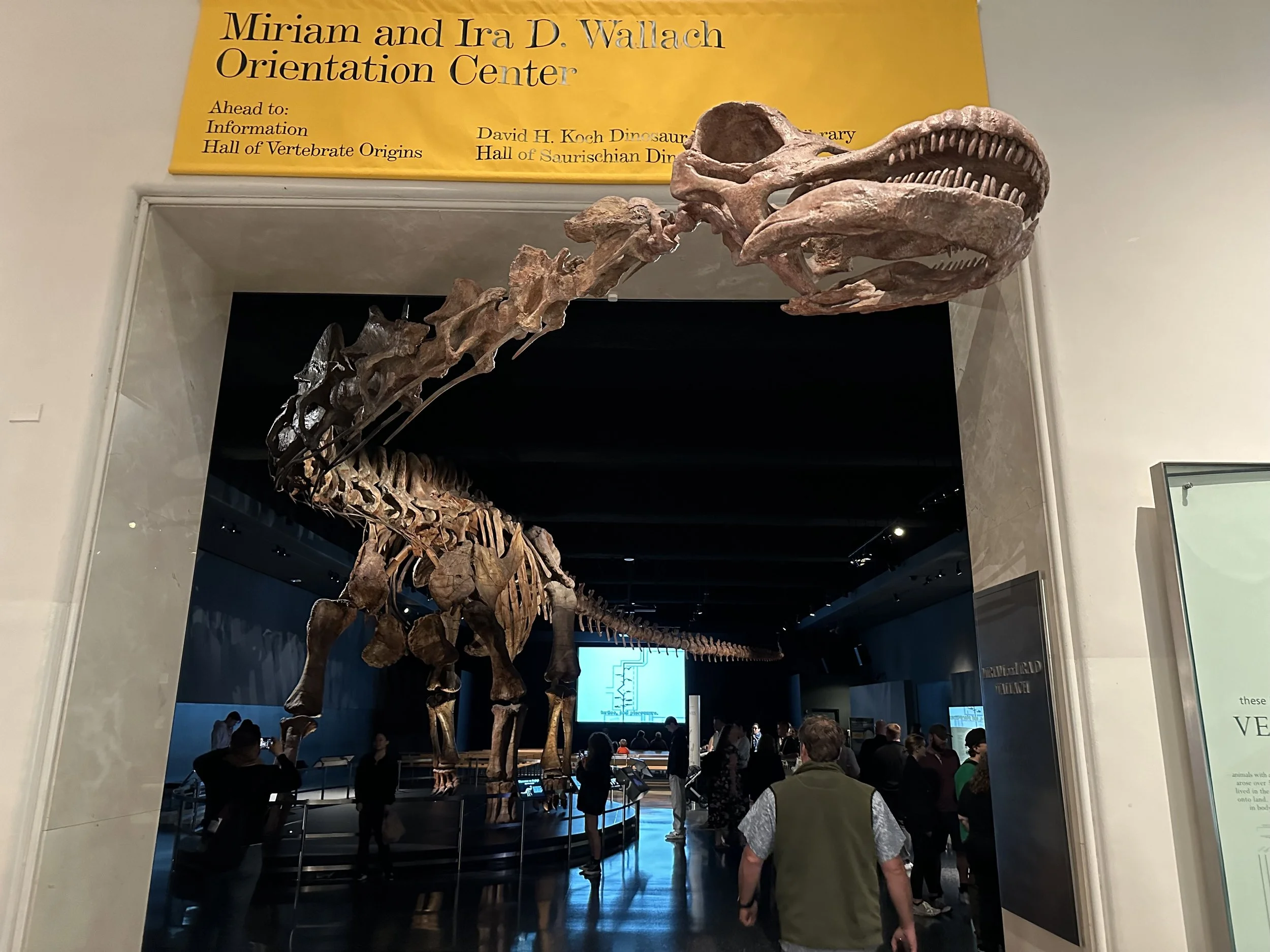Brachiosaurus American Museum of Natural History