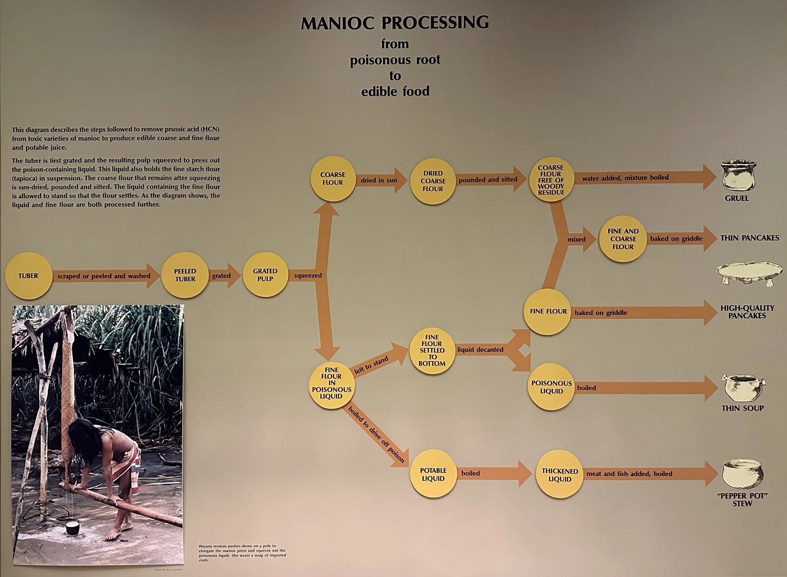 Manioc Processing American Museum of Natural History