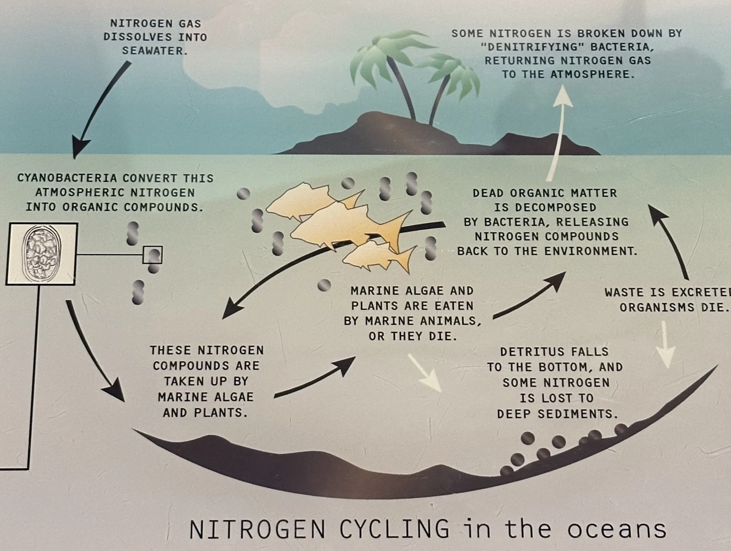 N Cycling in the Oceans American Museum of Natural History