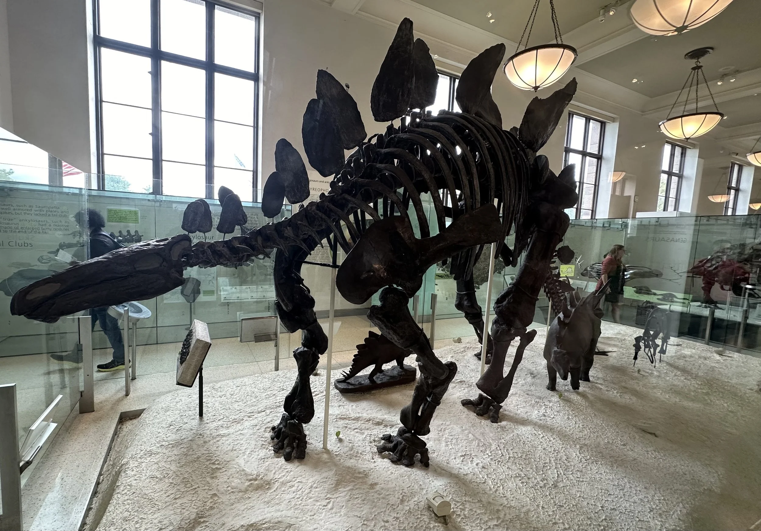 Stegosaurus American Museum of Natural History