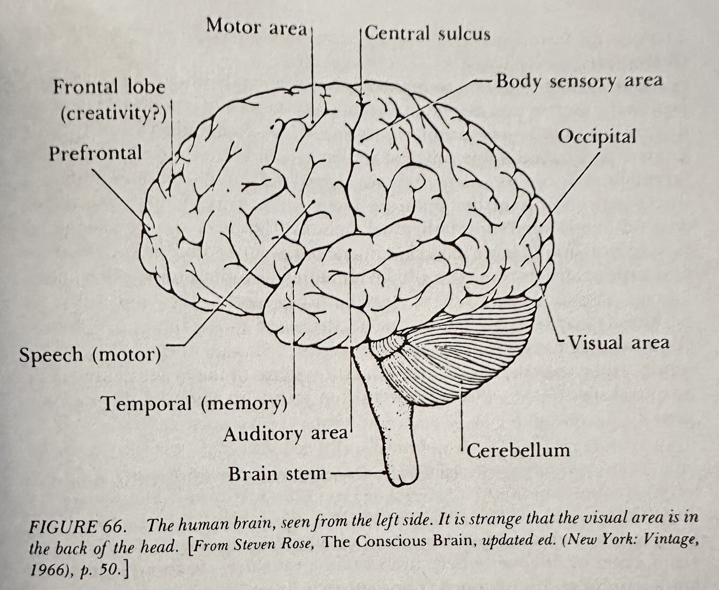 The Human Brain seen from the left side