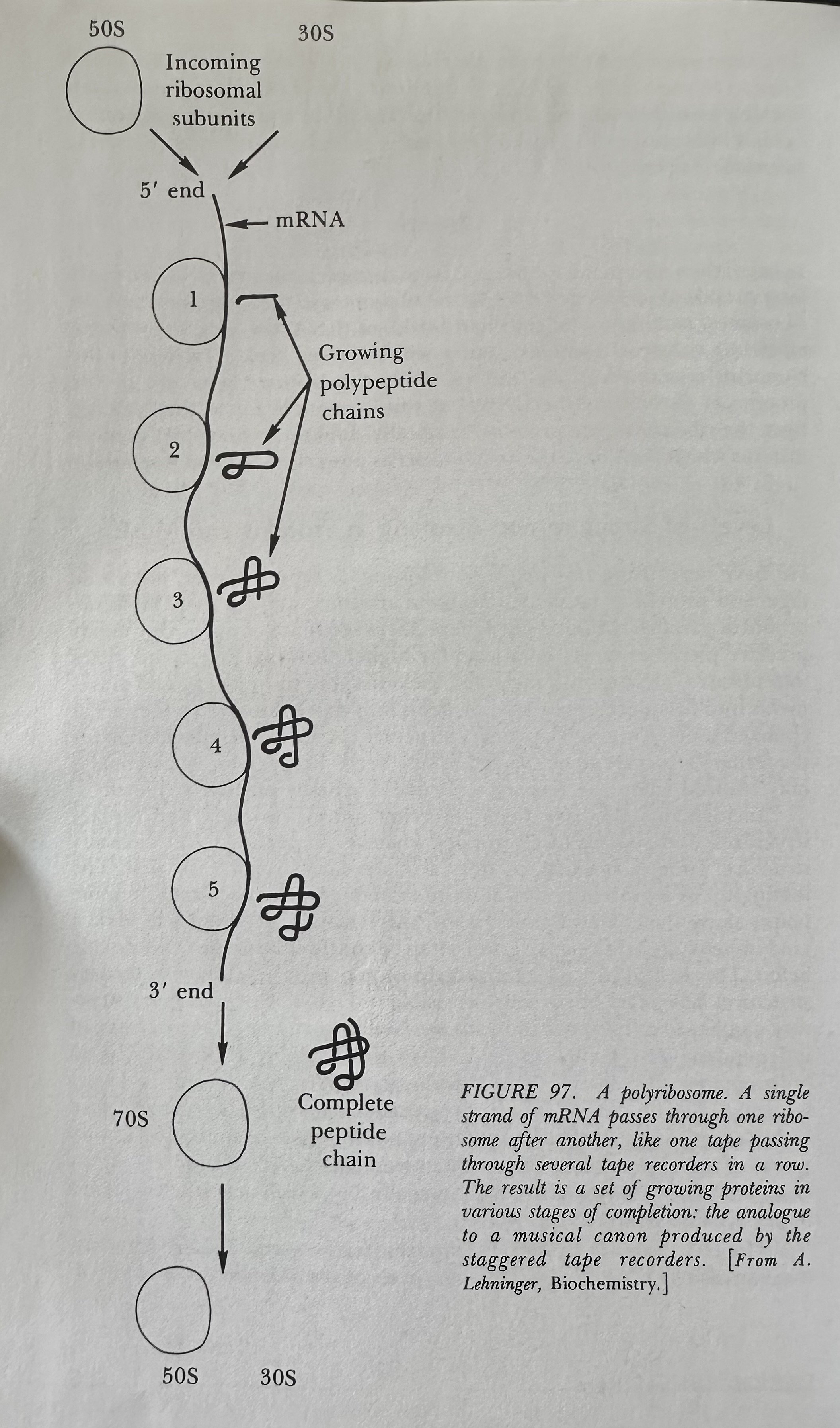A Polyribosome