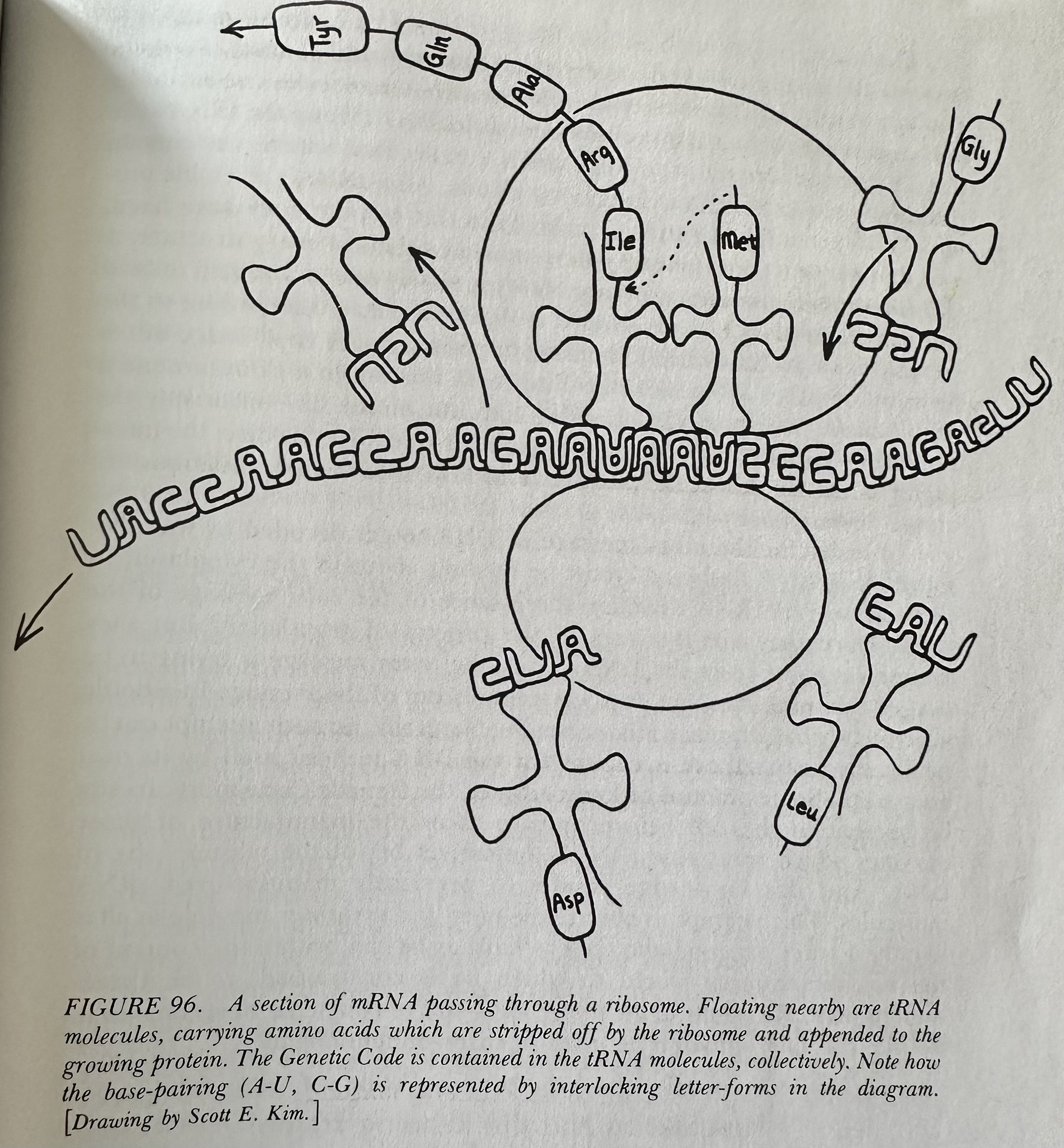 A Section of mRNA passing through a Ribosome