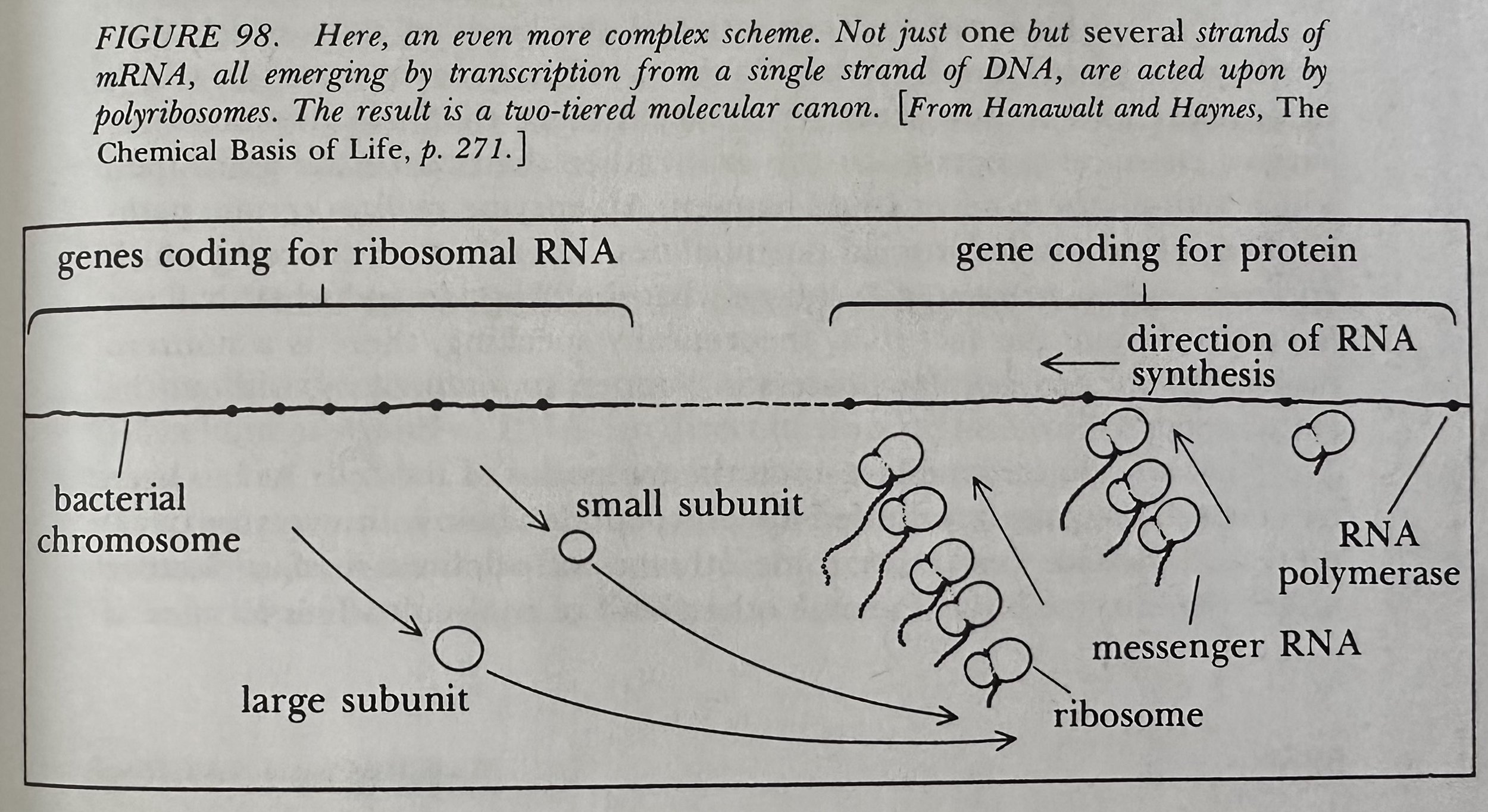 several strands of mRNA, all emerging by transcription from a single strand of DNA, are acted upon by polyribosomes