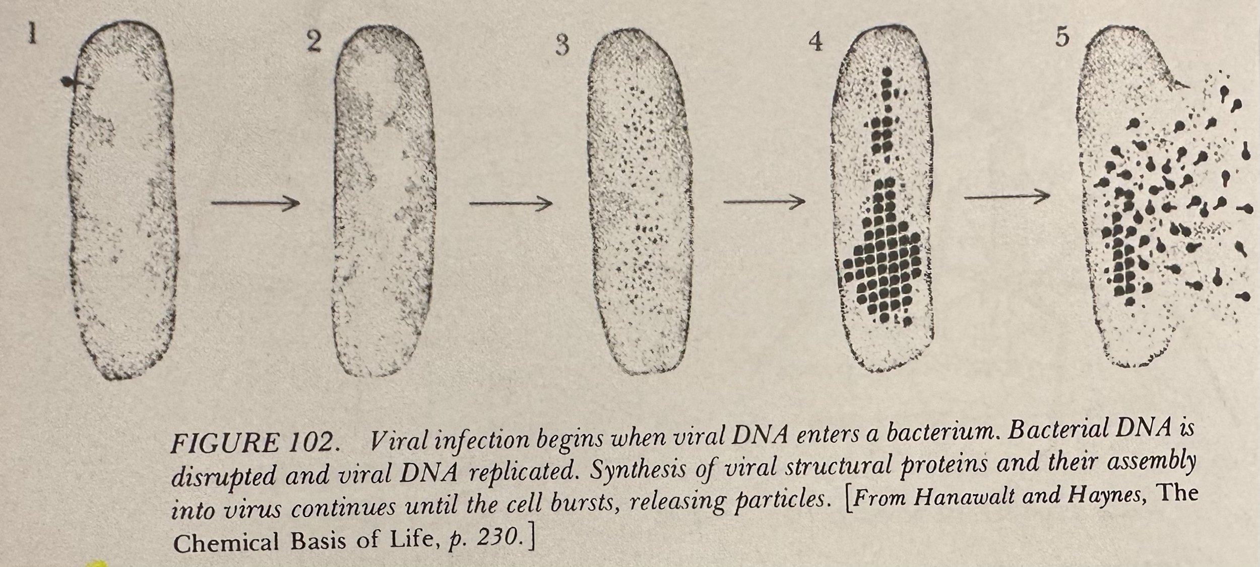 Viral Infection in a Bacteria Cell