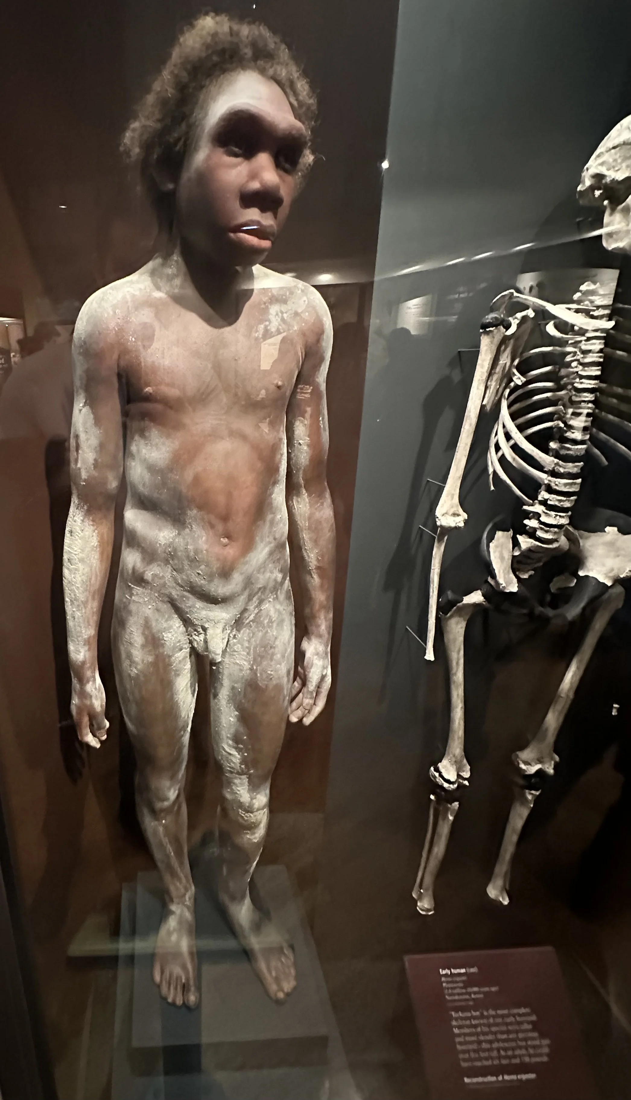 2-1.5 Ma Homo ergaster- Turkana Boy