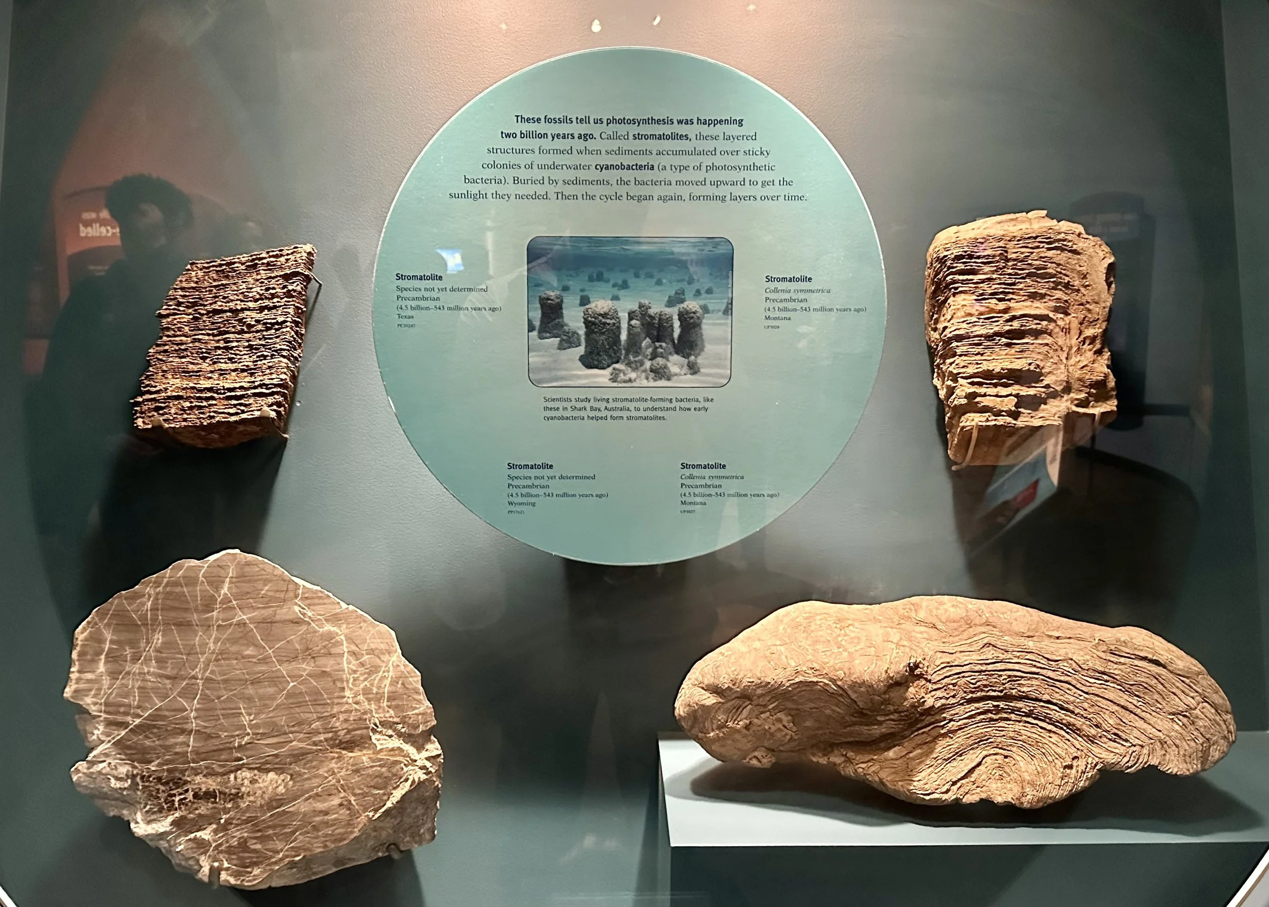 2 Ga Stromatolites