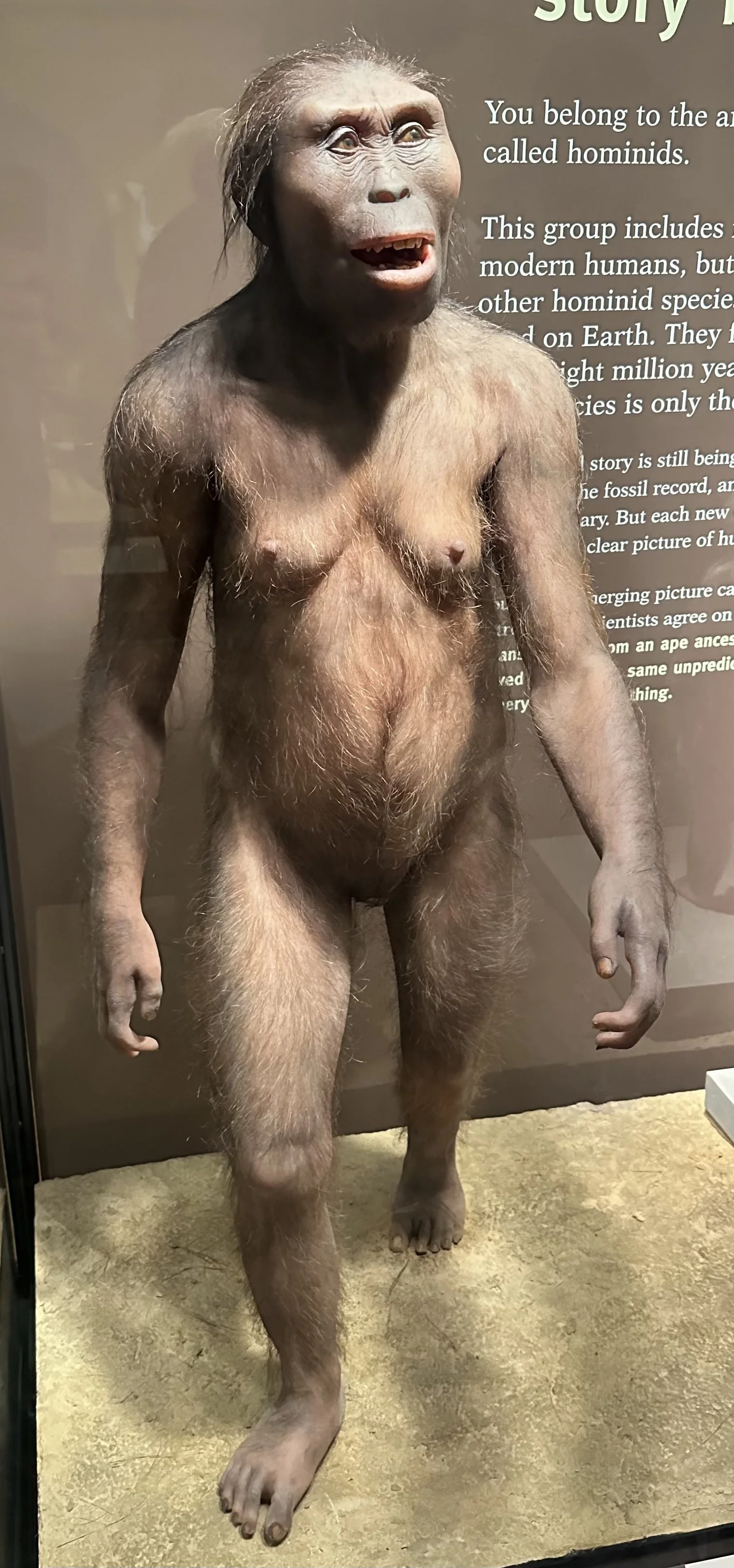 3.2 Ma Lucy Australopithecus afarensis