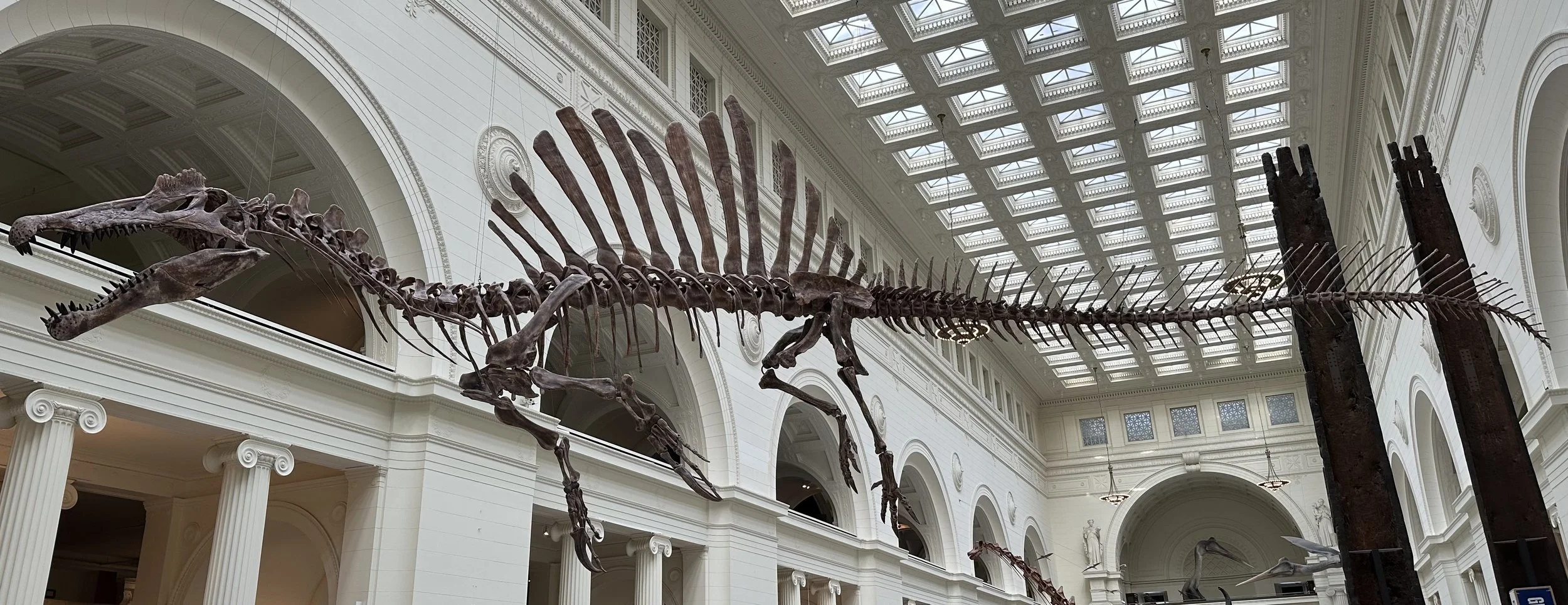 99-94 Ma Spinosaurus aegyptiacus 1