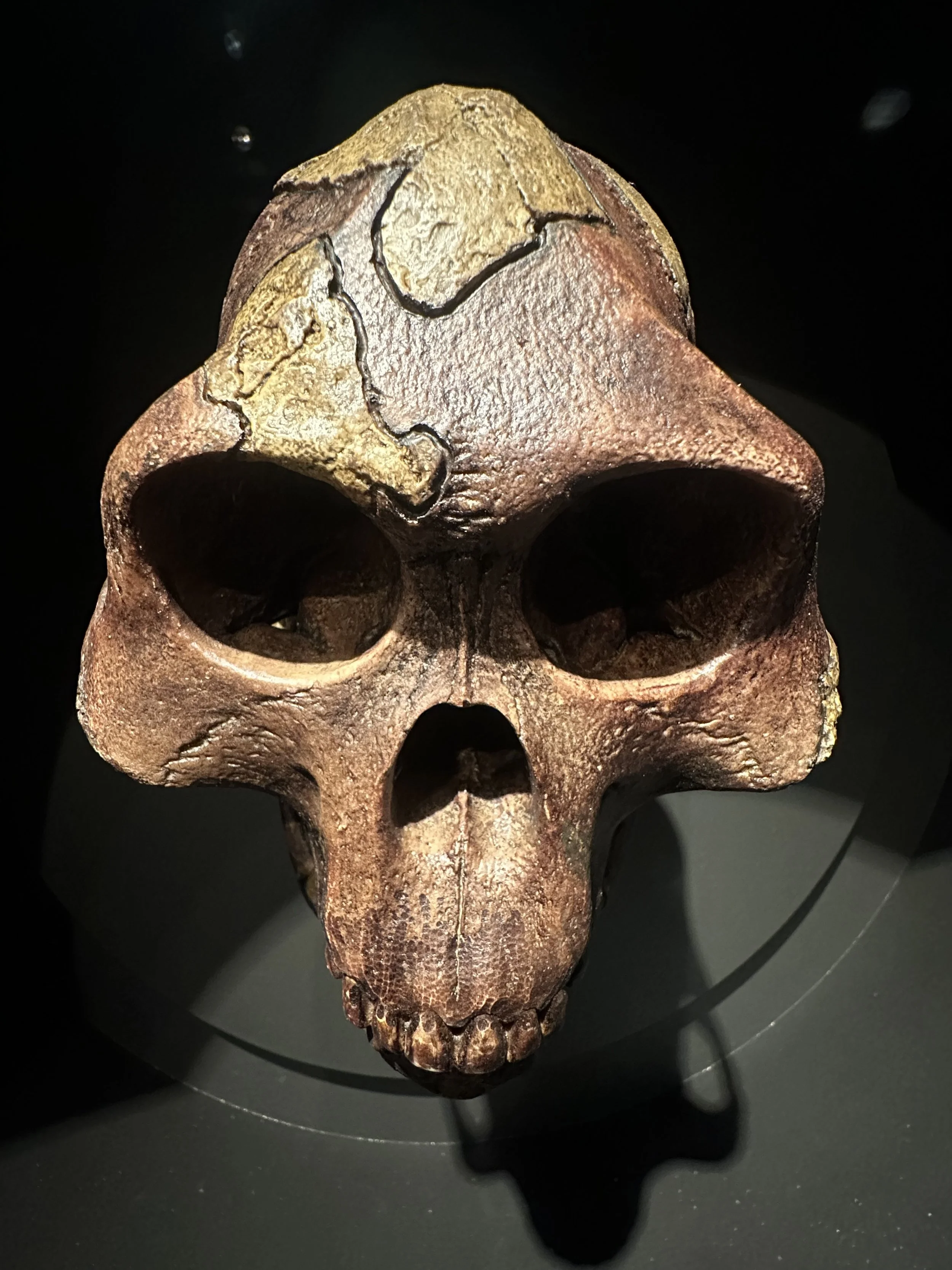 Australopithecus afarensis Skull Ethiopia 