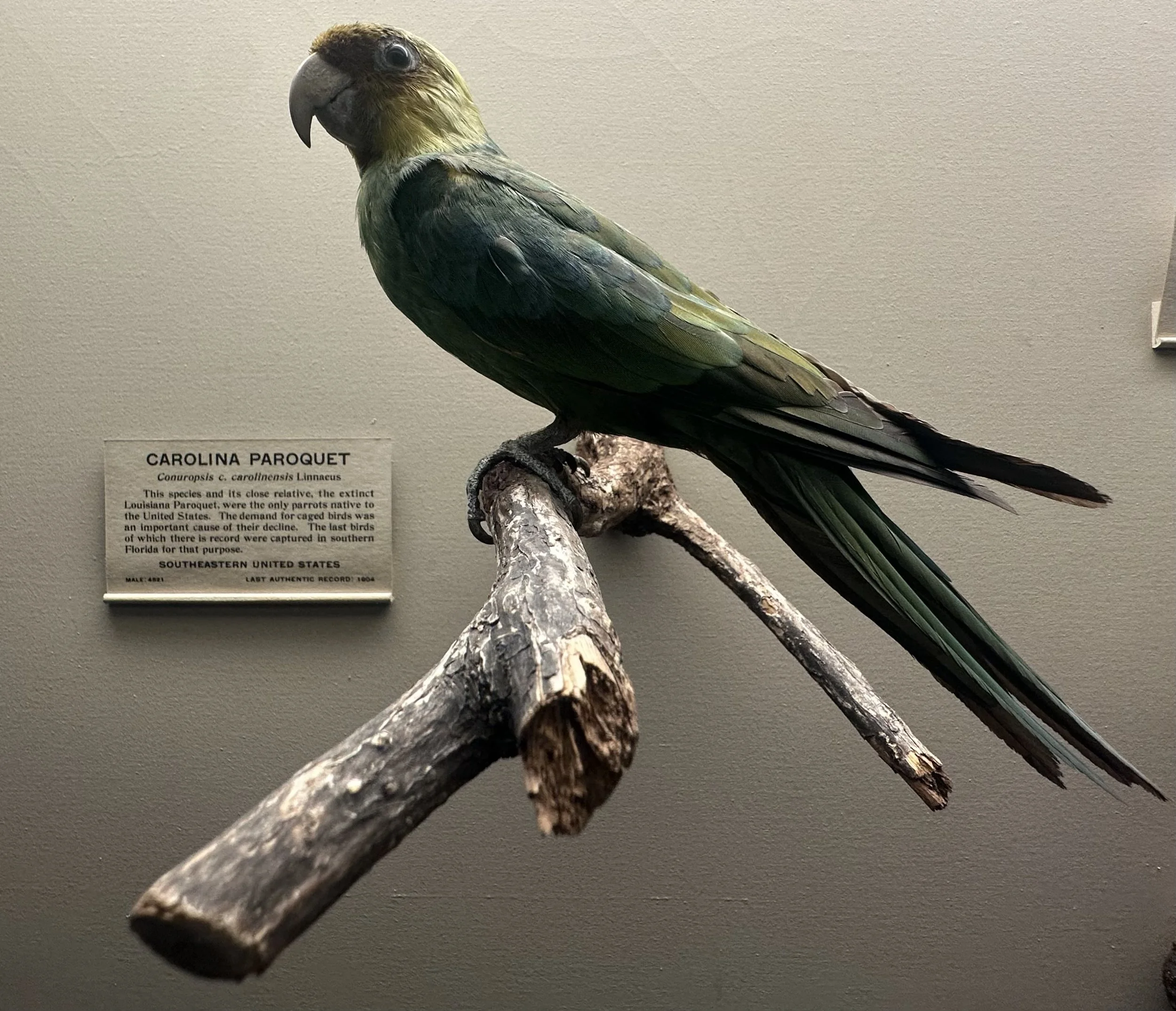 Carolina Paroquet (Extinct) 