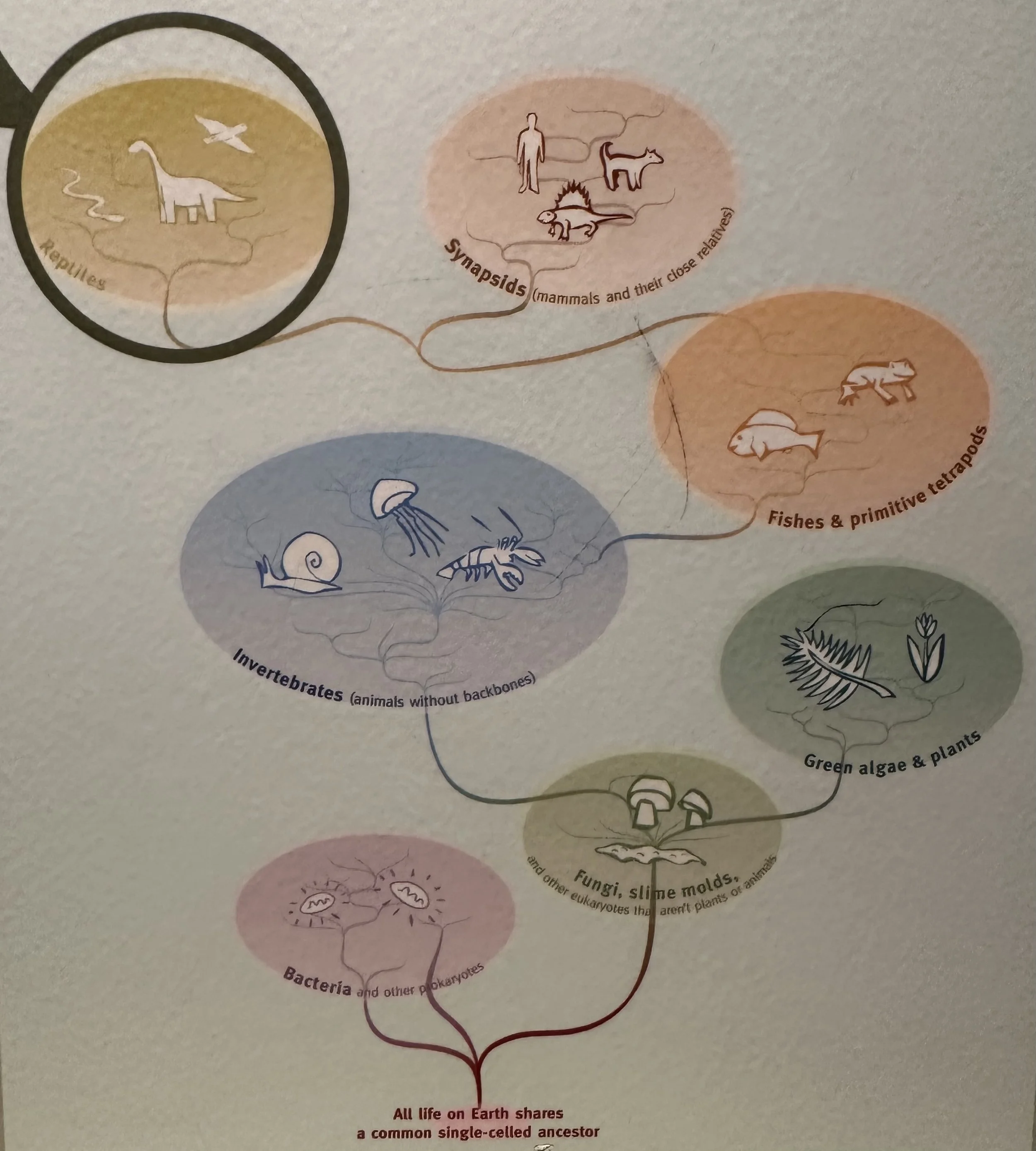 Cladogram