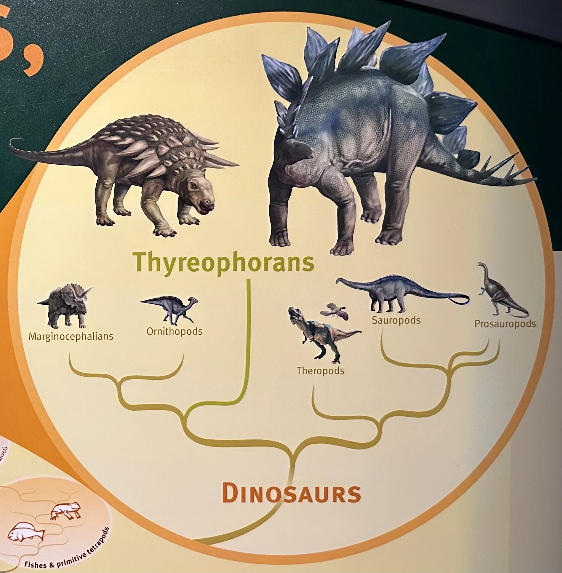 Dinosaur Cladogram