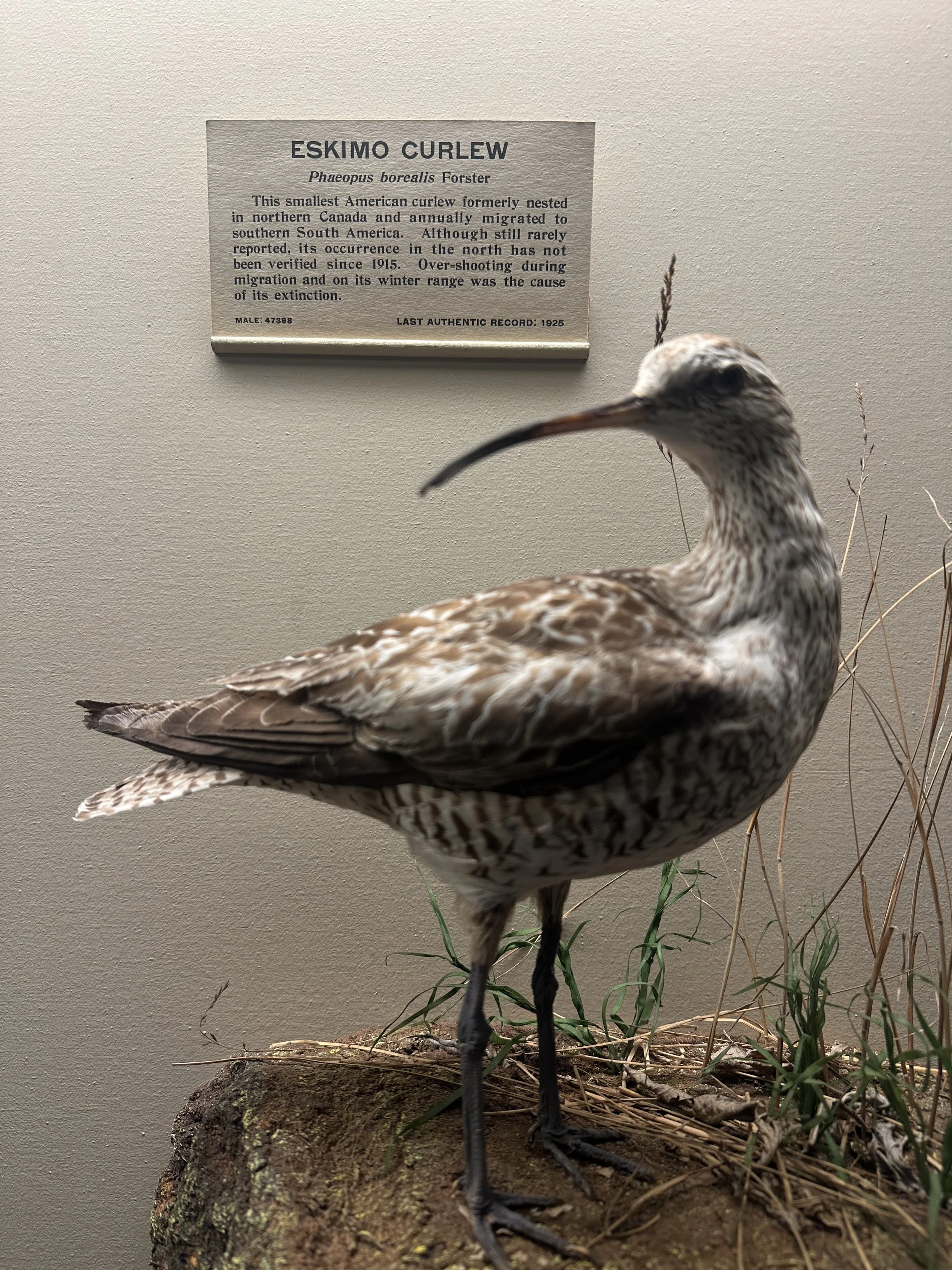 Eskimo Curlew Bird (Extinct)