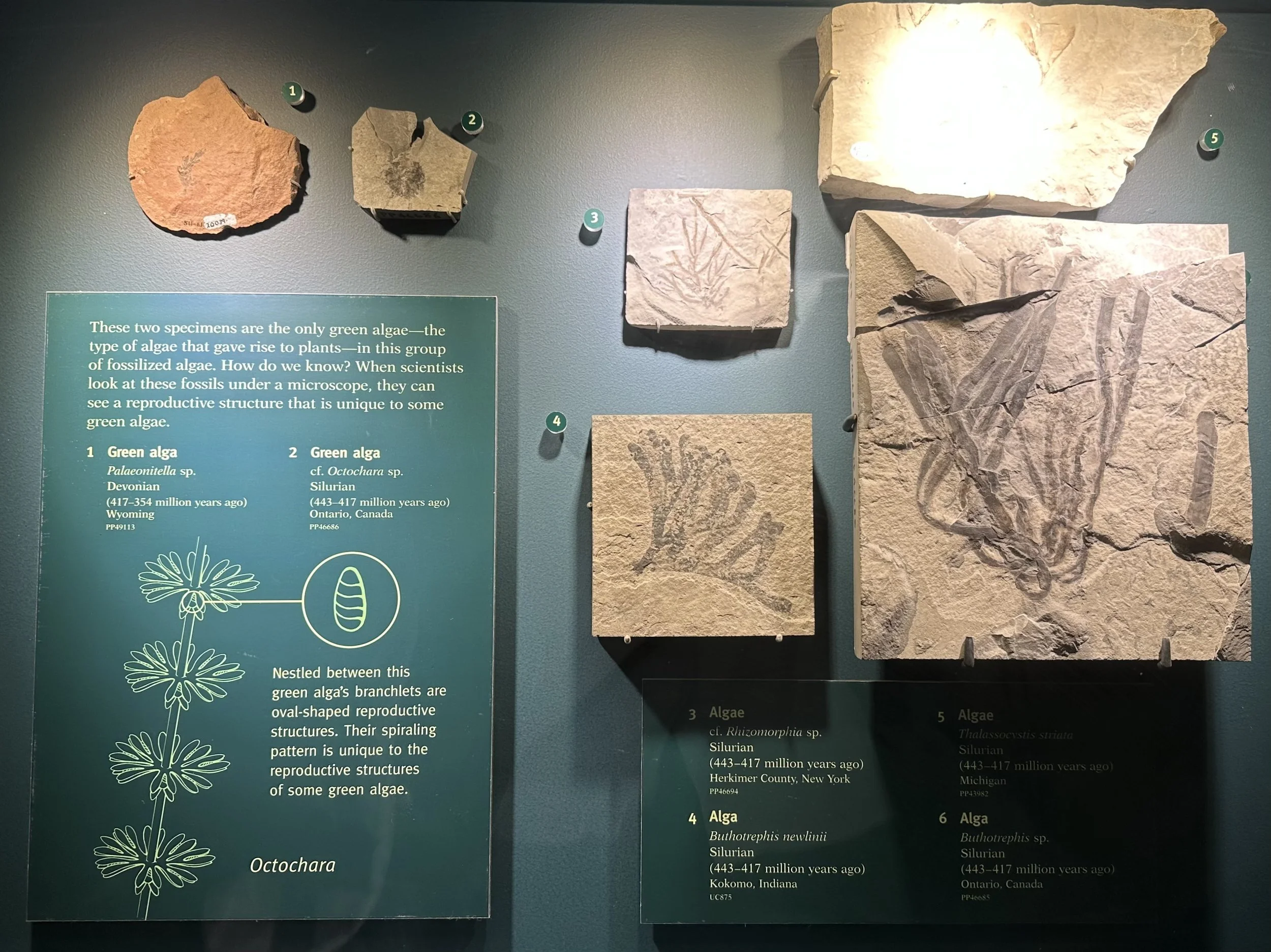 Green Alga-Land Plant Evolution