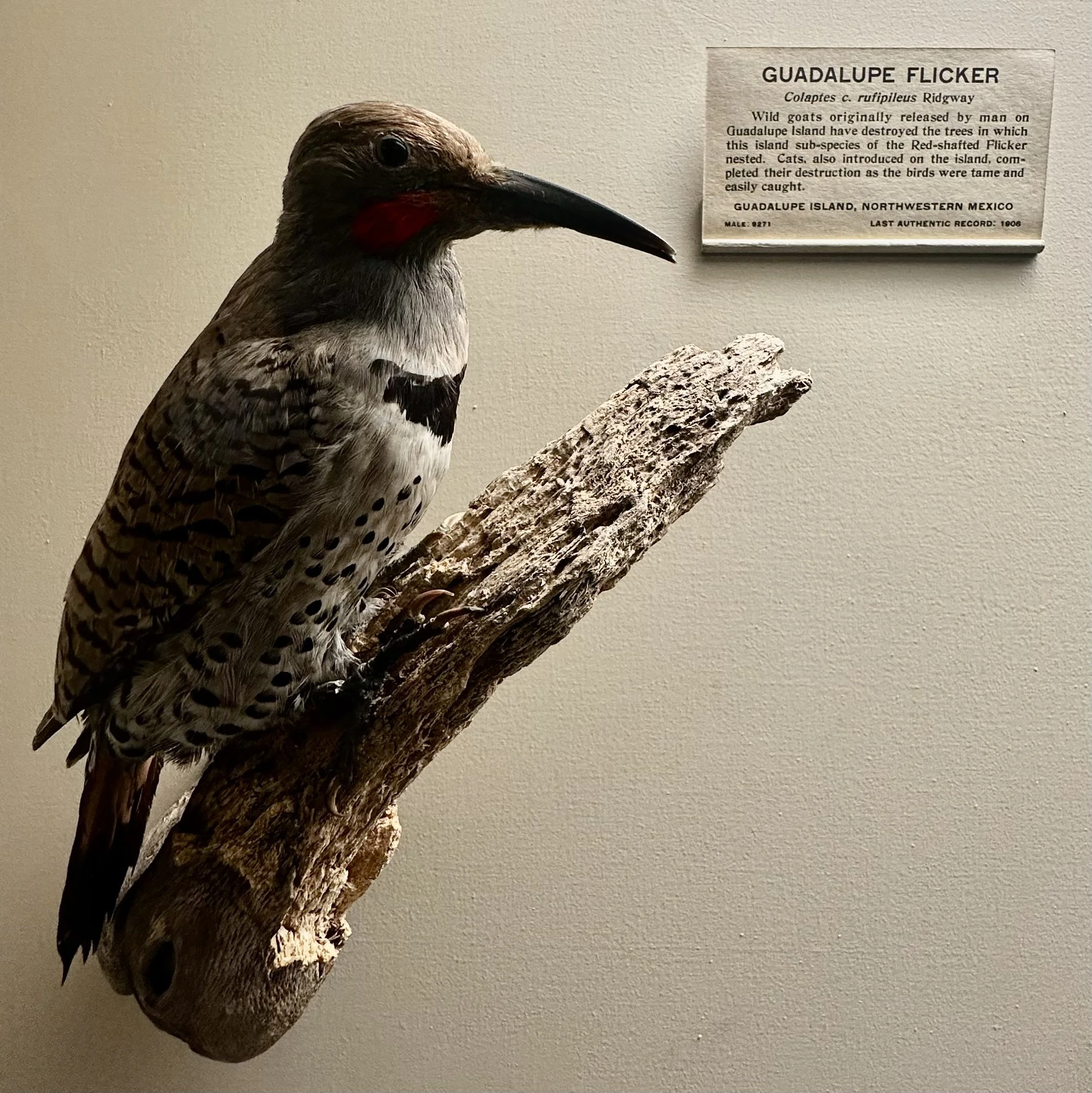 Guadalupte Flicker (Extinct)