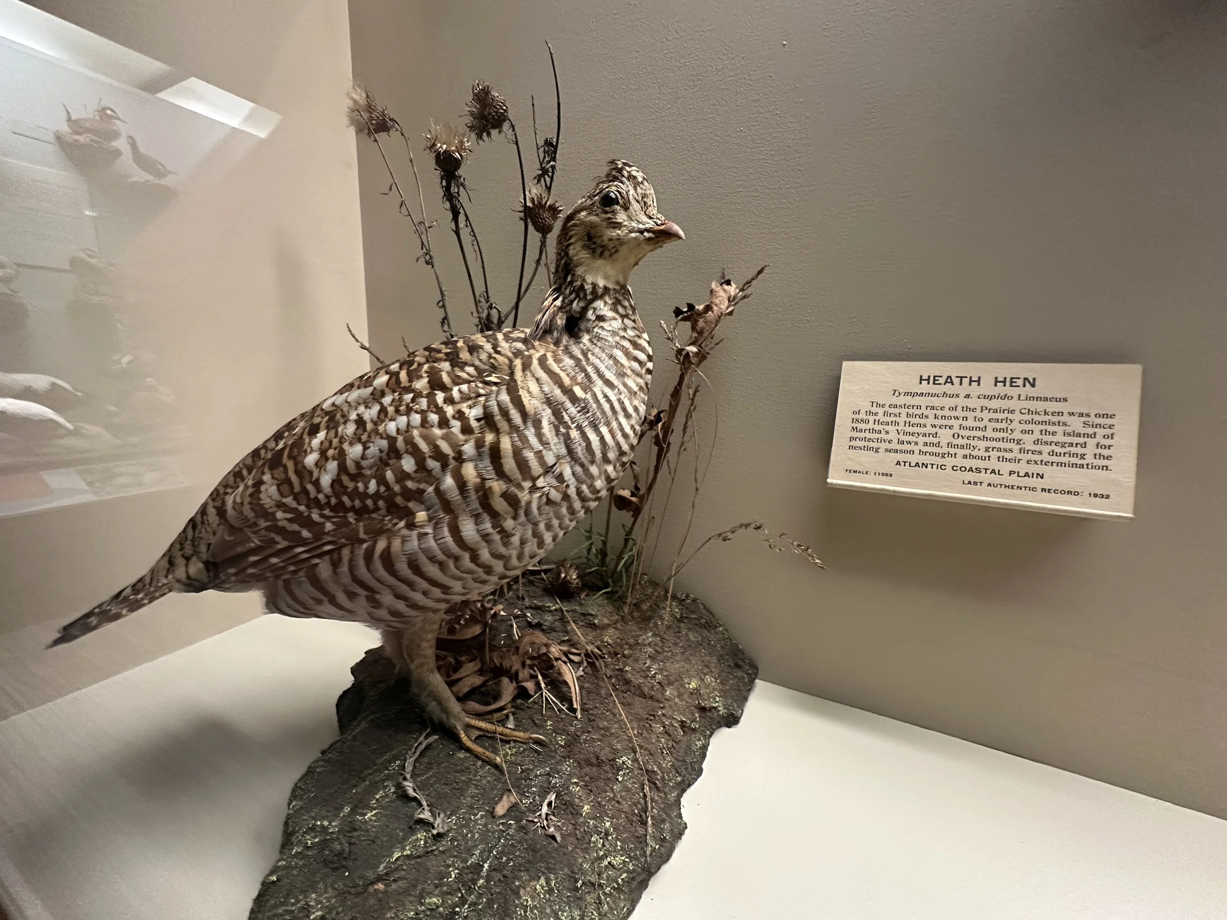 Heath Hen (Extinct)