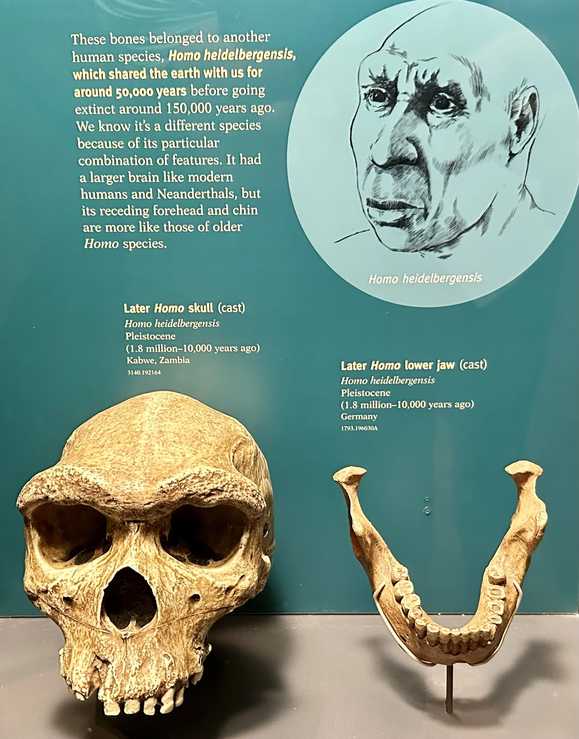 Homo heidelbergensis