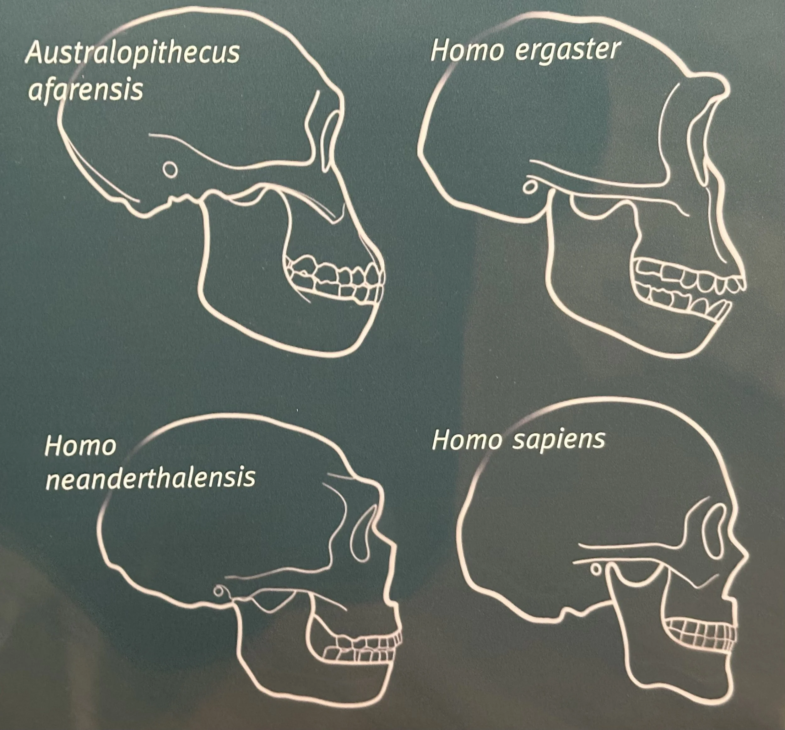 Skull Comparison