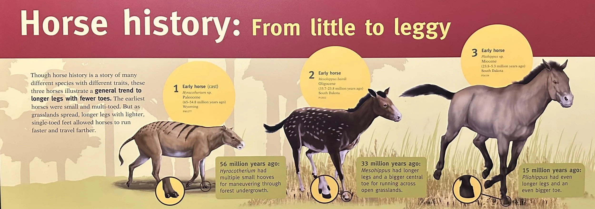 Horse Evolution