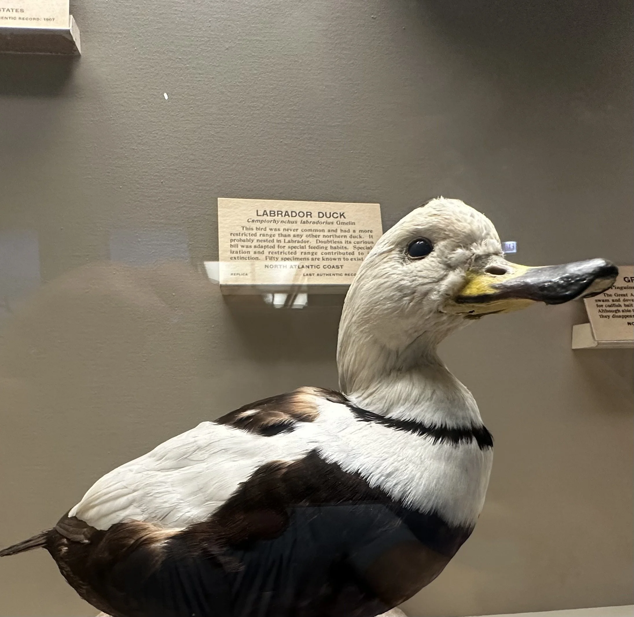 Labrador Duck (Extinct)