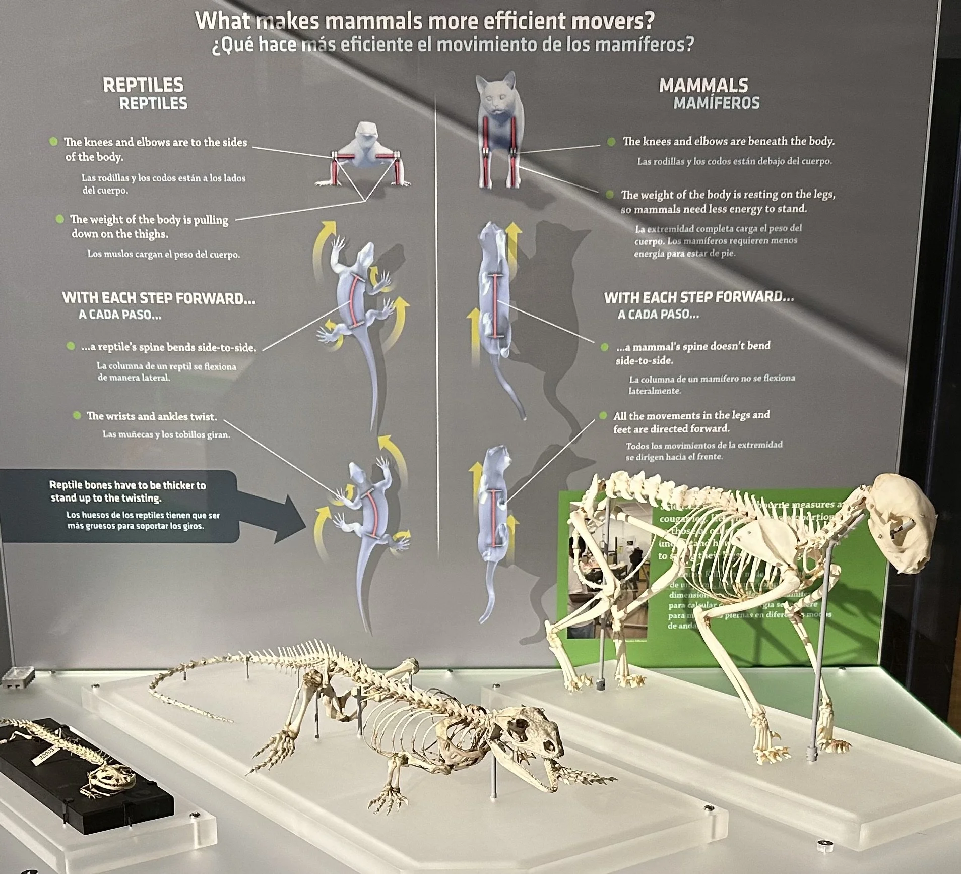 Mammal vs. Reptile movement 