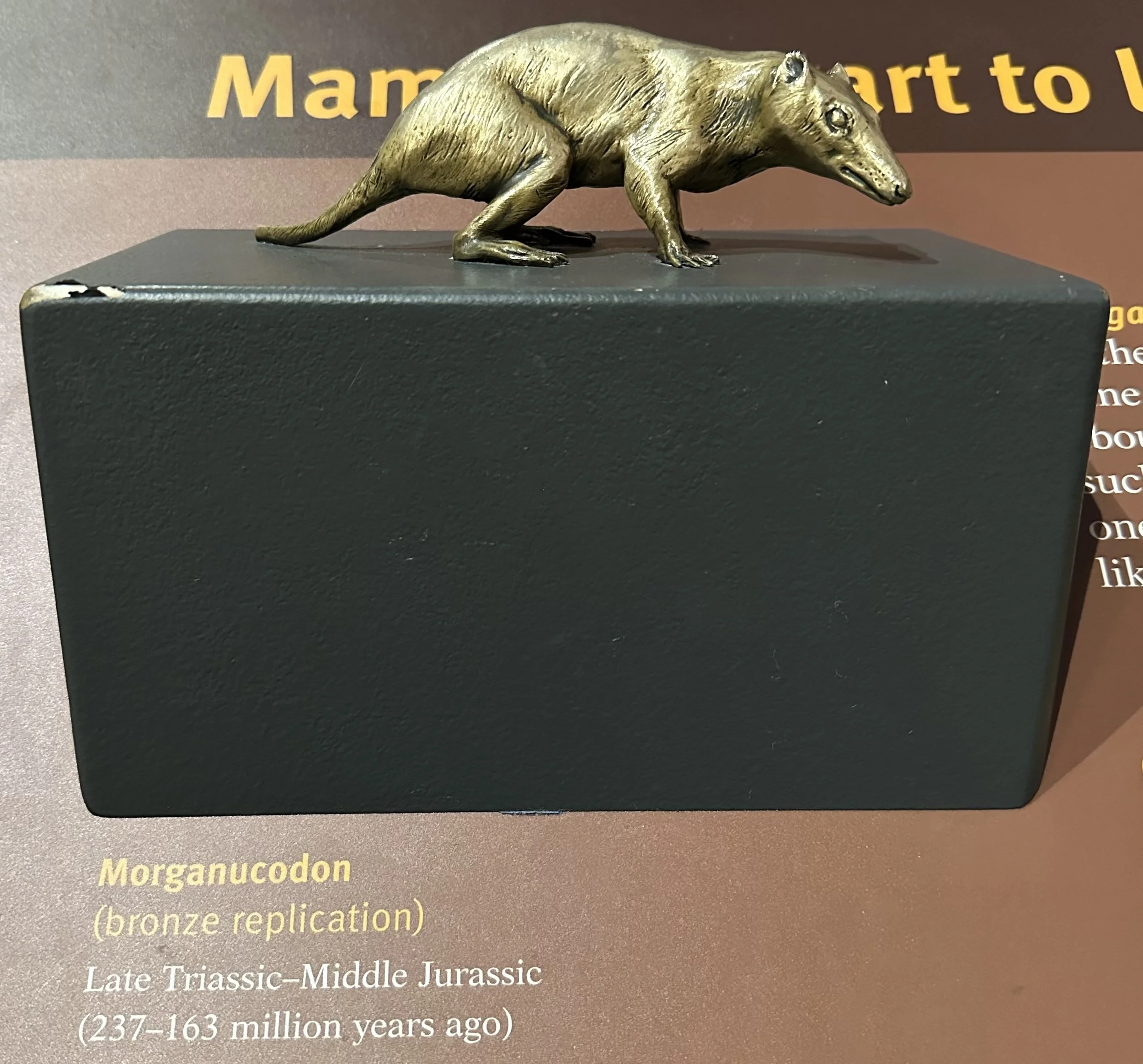 Morganucodon