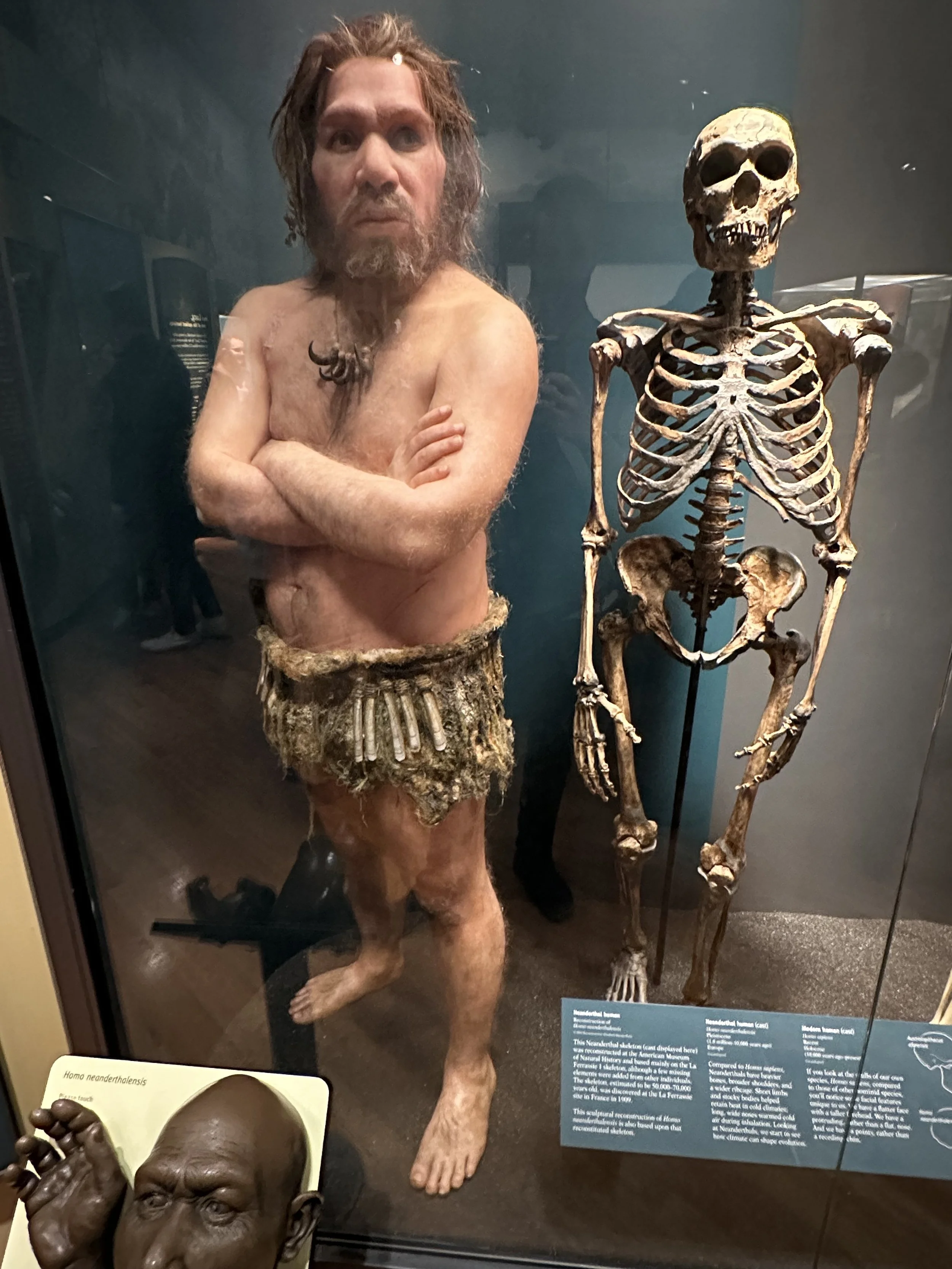 Neanderthal Human